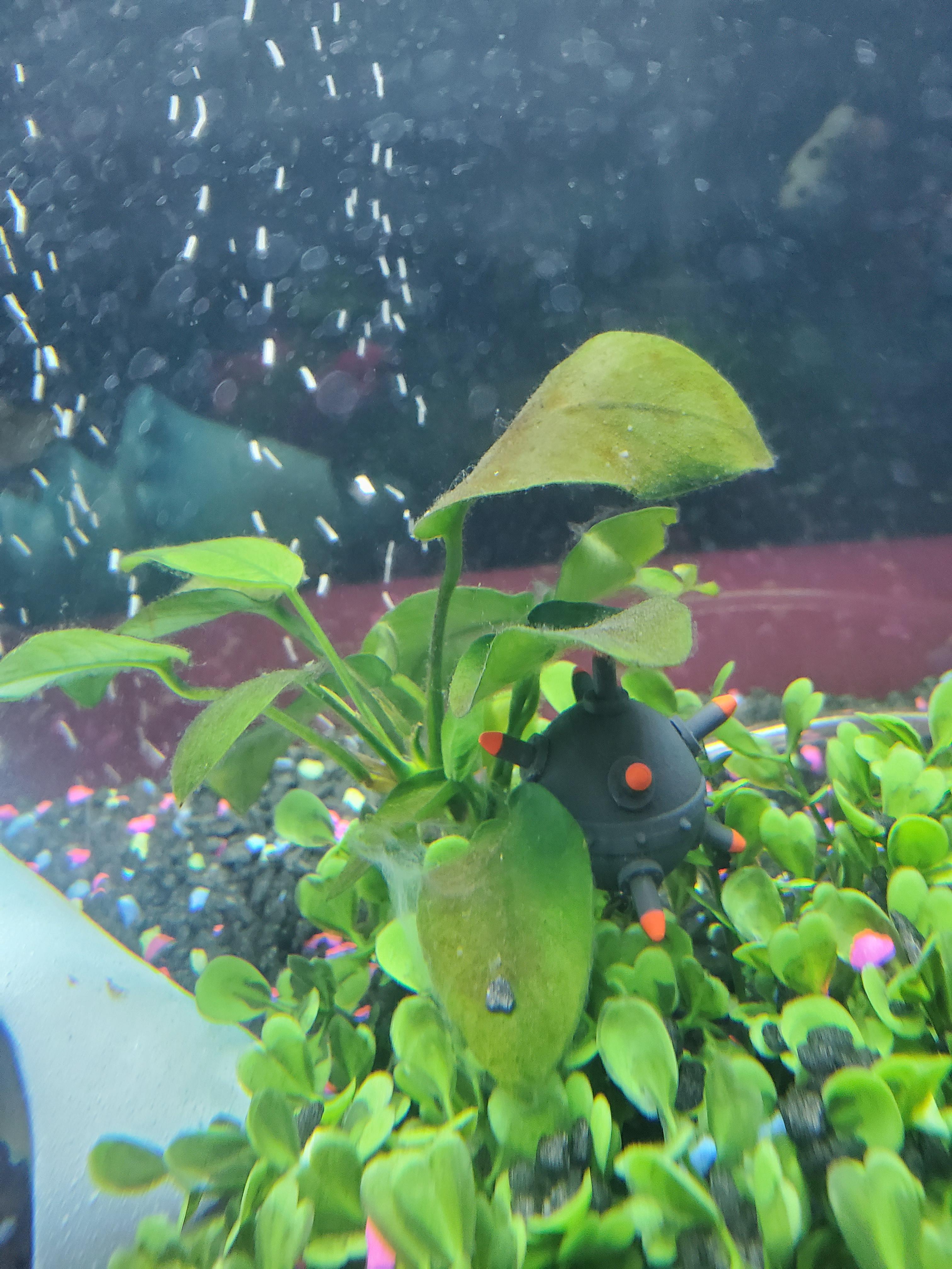 Plant is turning brownish and has fuzzy stuff growing on the leaves