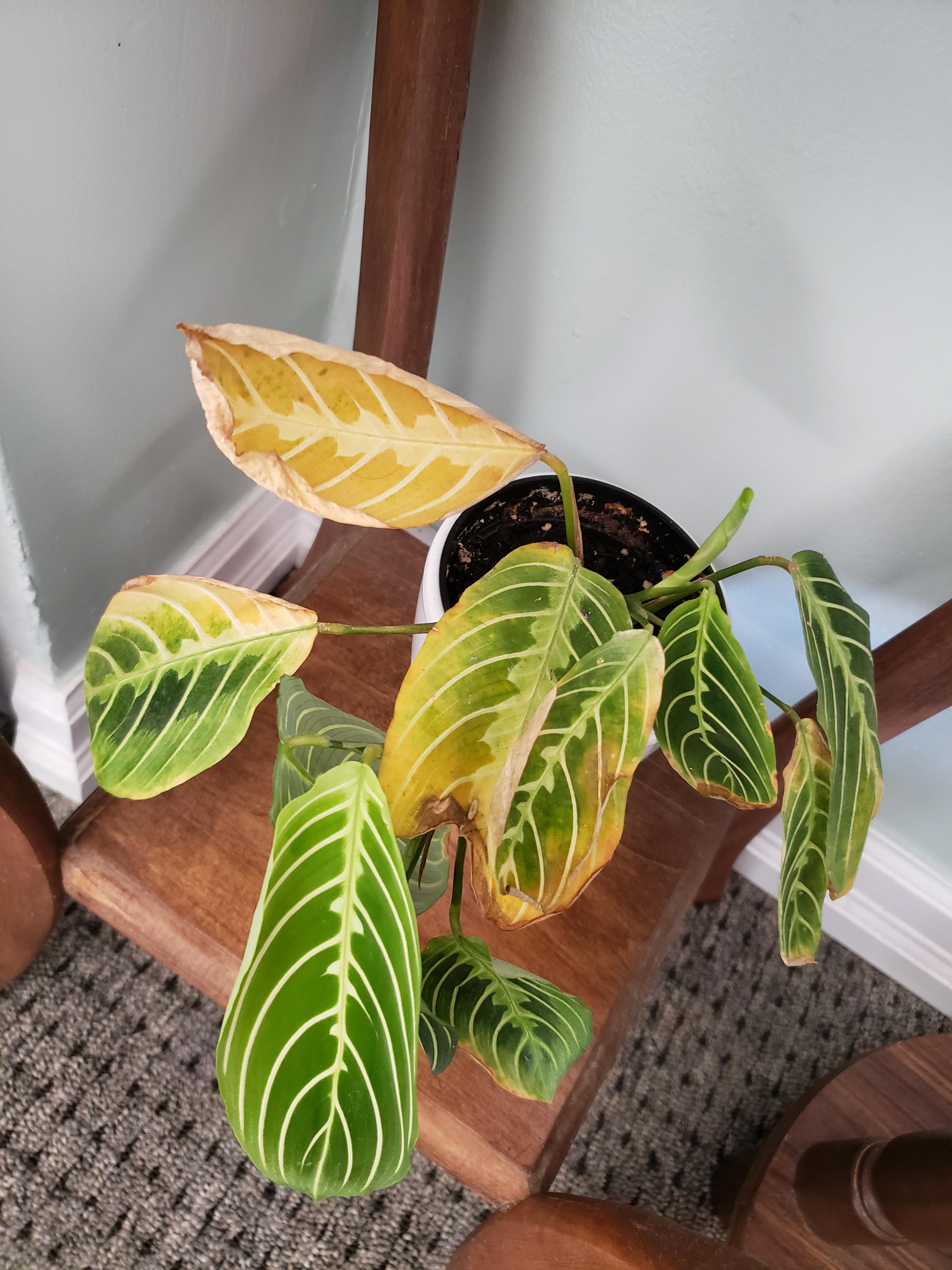 Prayer plant leaves have been turning brown the last 2 weeks. It has