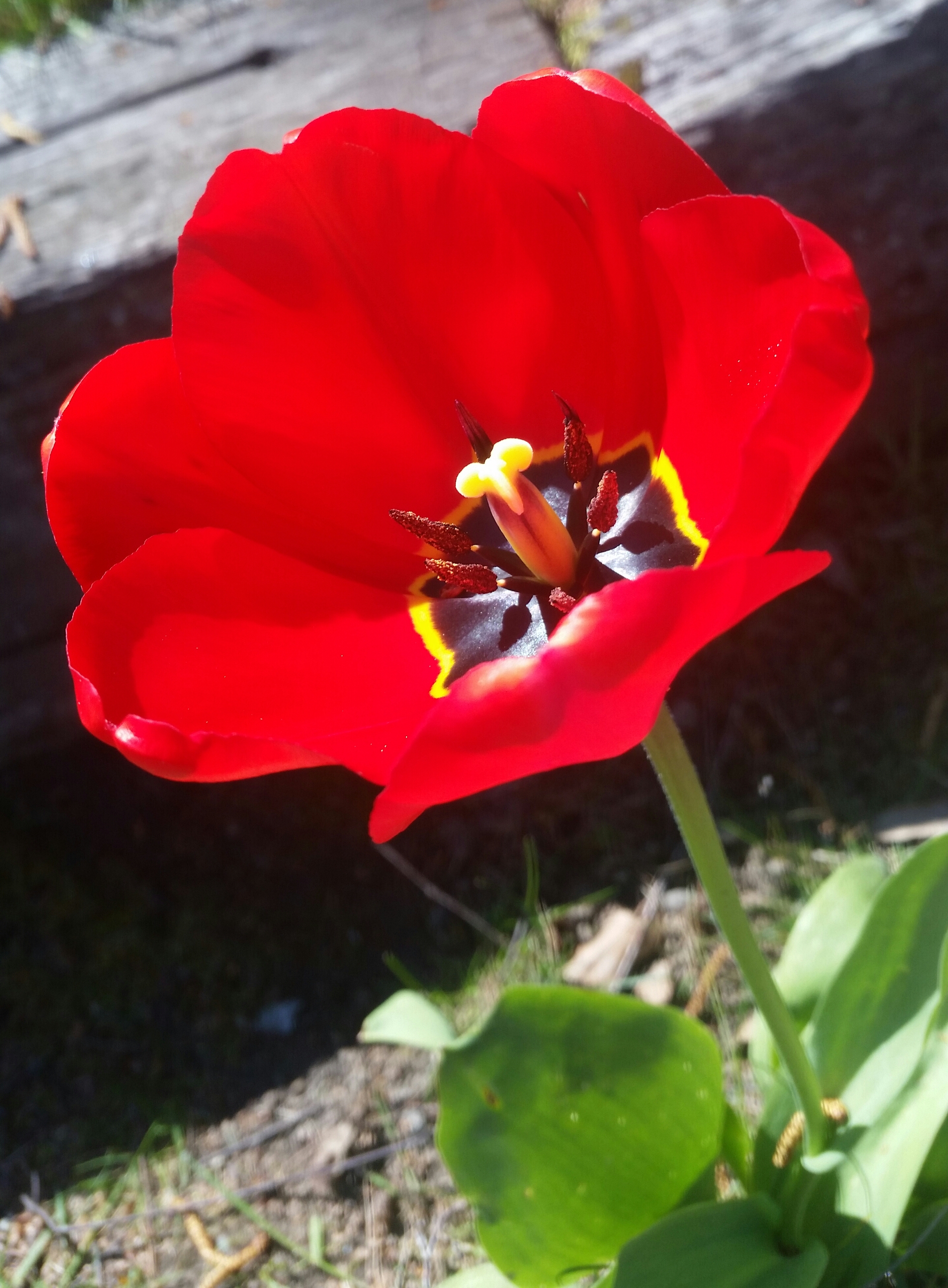 Deer Ate My Tulips How I Protect My Tulips From Deer Youtube And then what do you do with