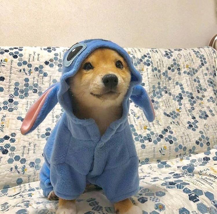 This dog wearing a a pajama