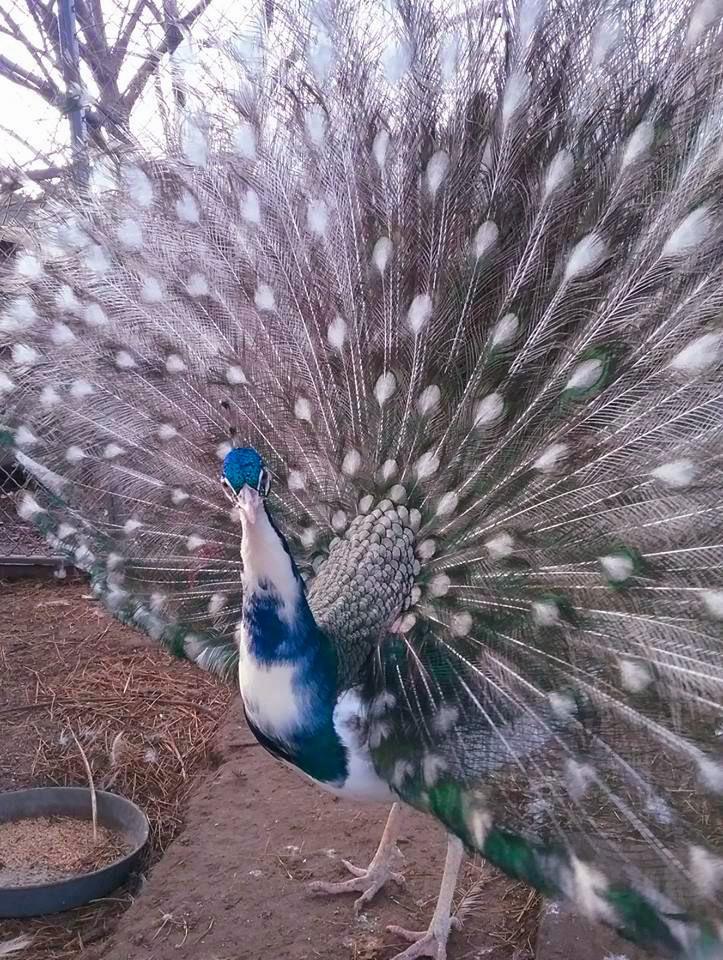 Black Shouldered Silver Pied 🦚 r/peacocks