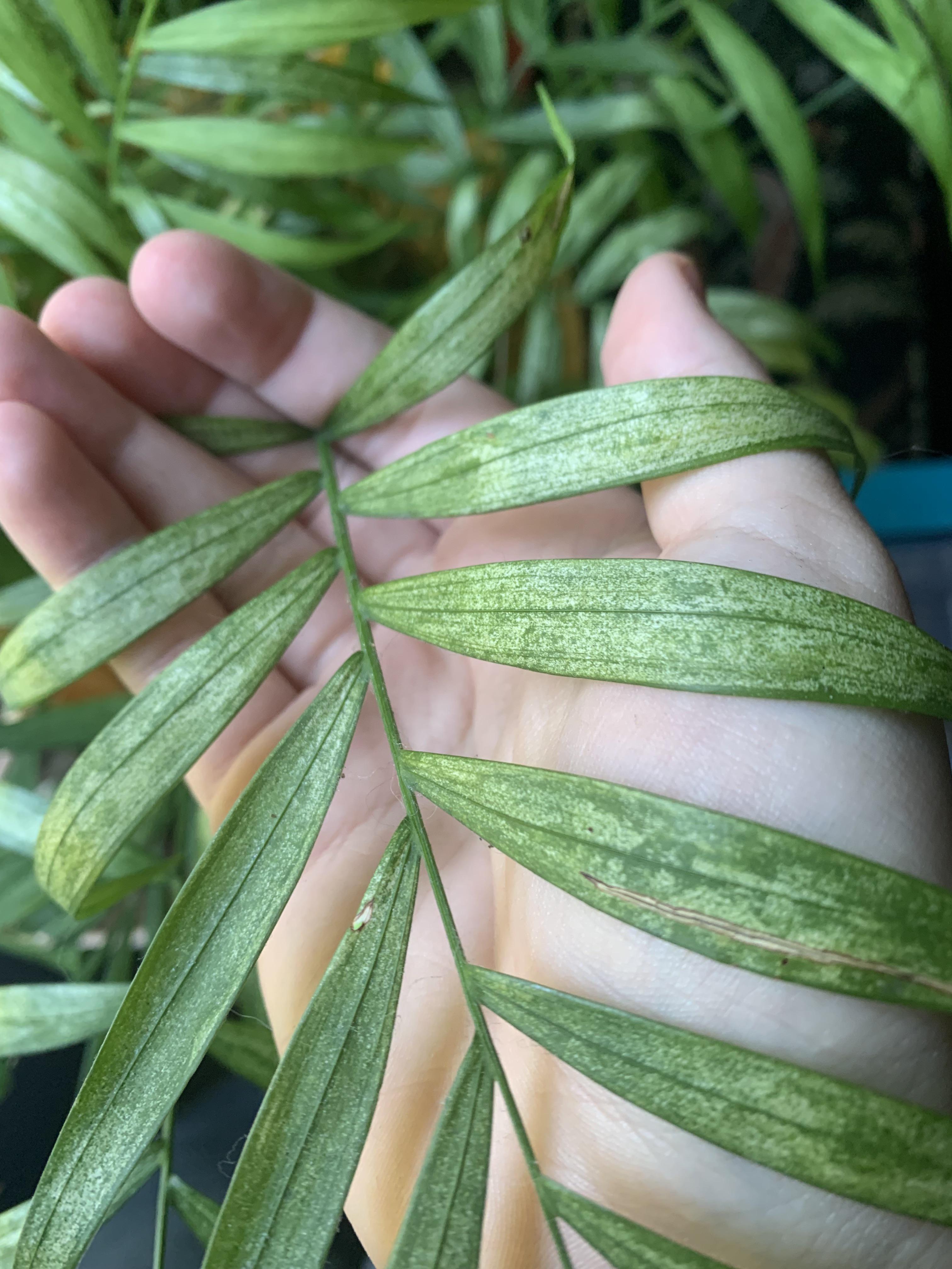 Neanthe Bella Palm Has Small White Spots On Leaves… Help? r/plantclinic