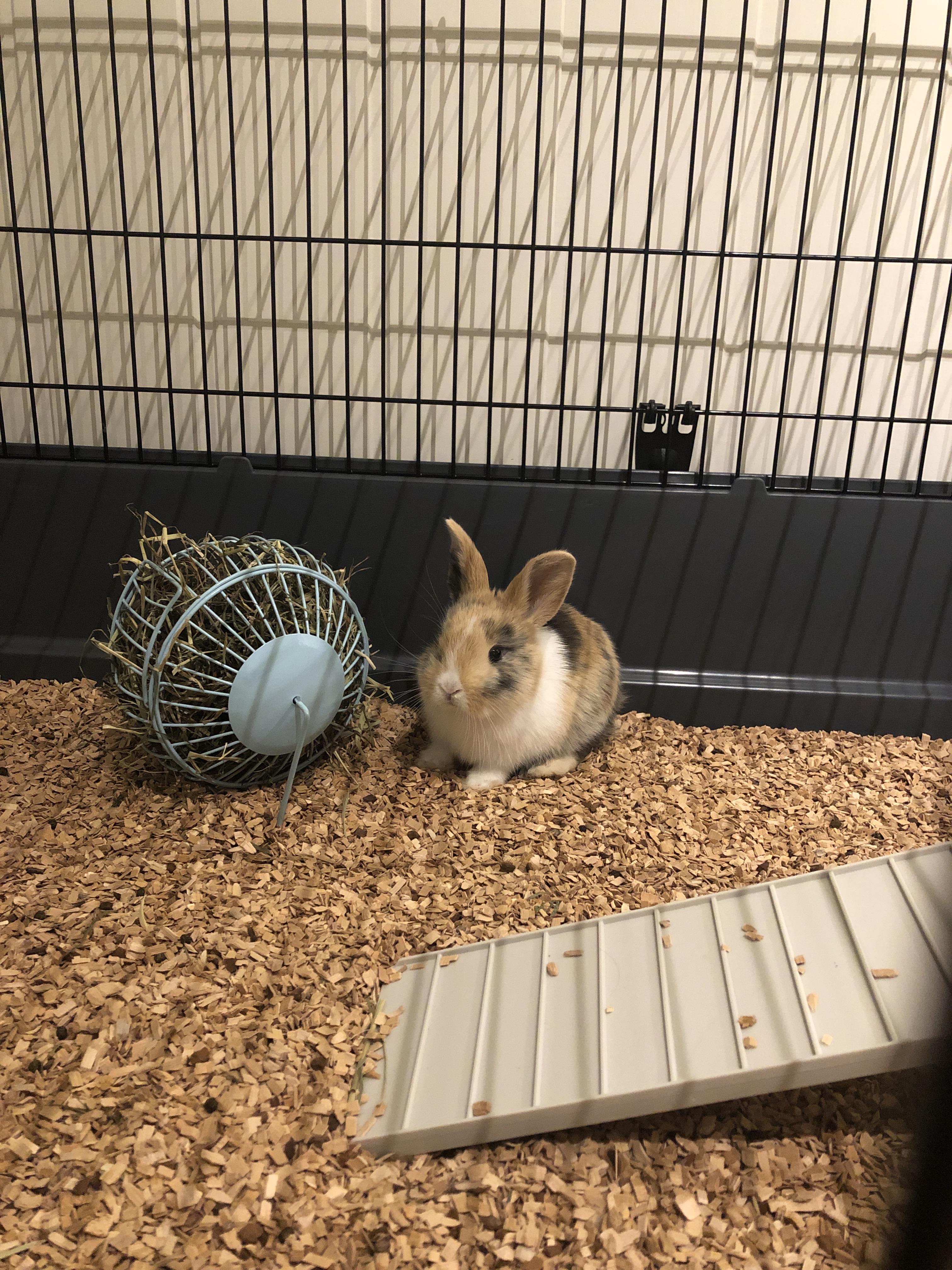 Meet popcorn r/Bunnies