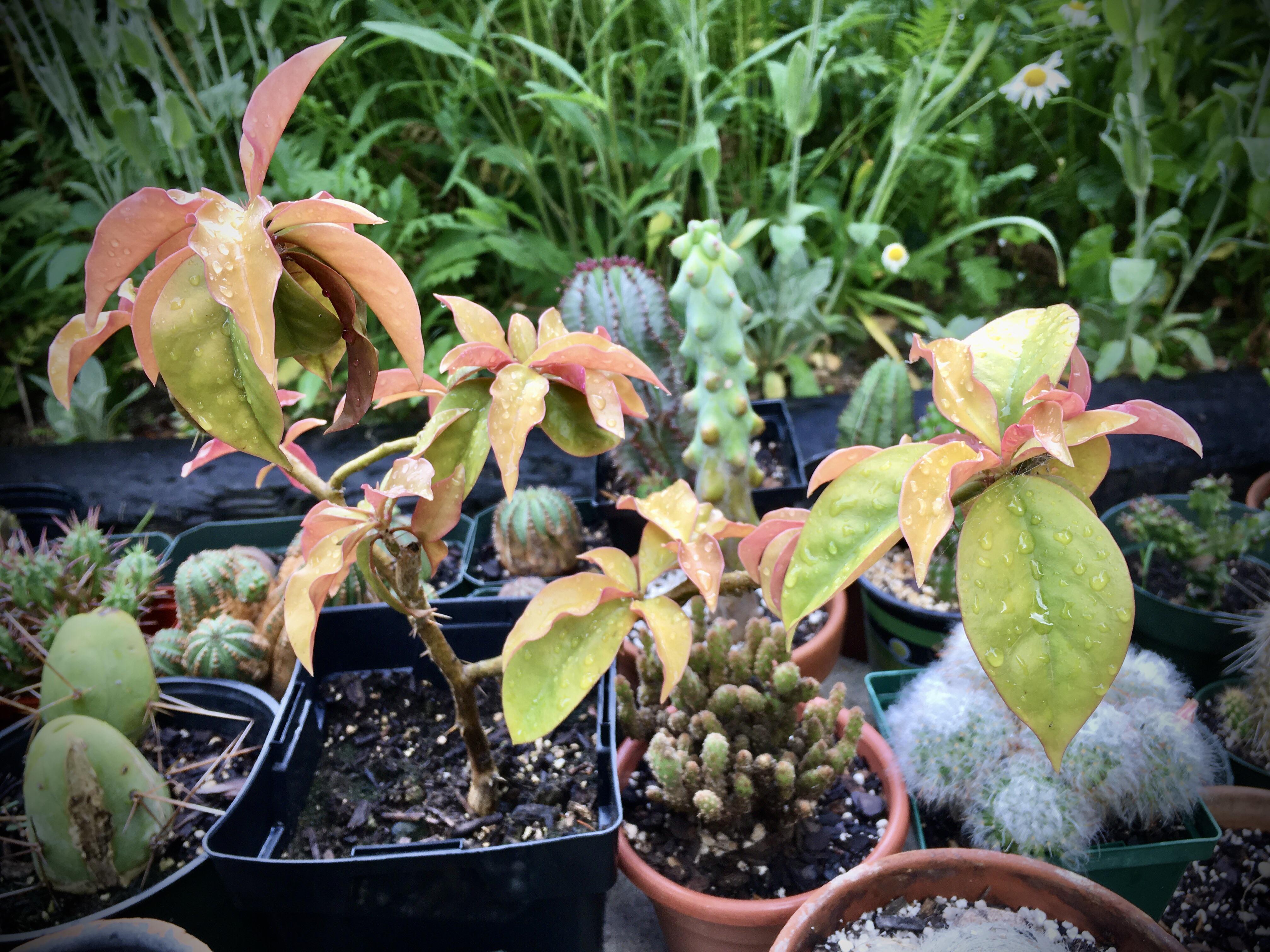 Pereskia aculeata with nice stressed leaves r/cactus