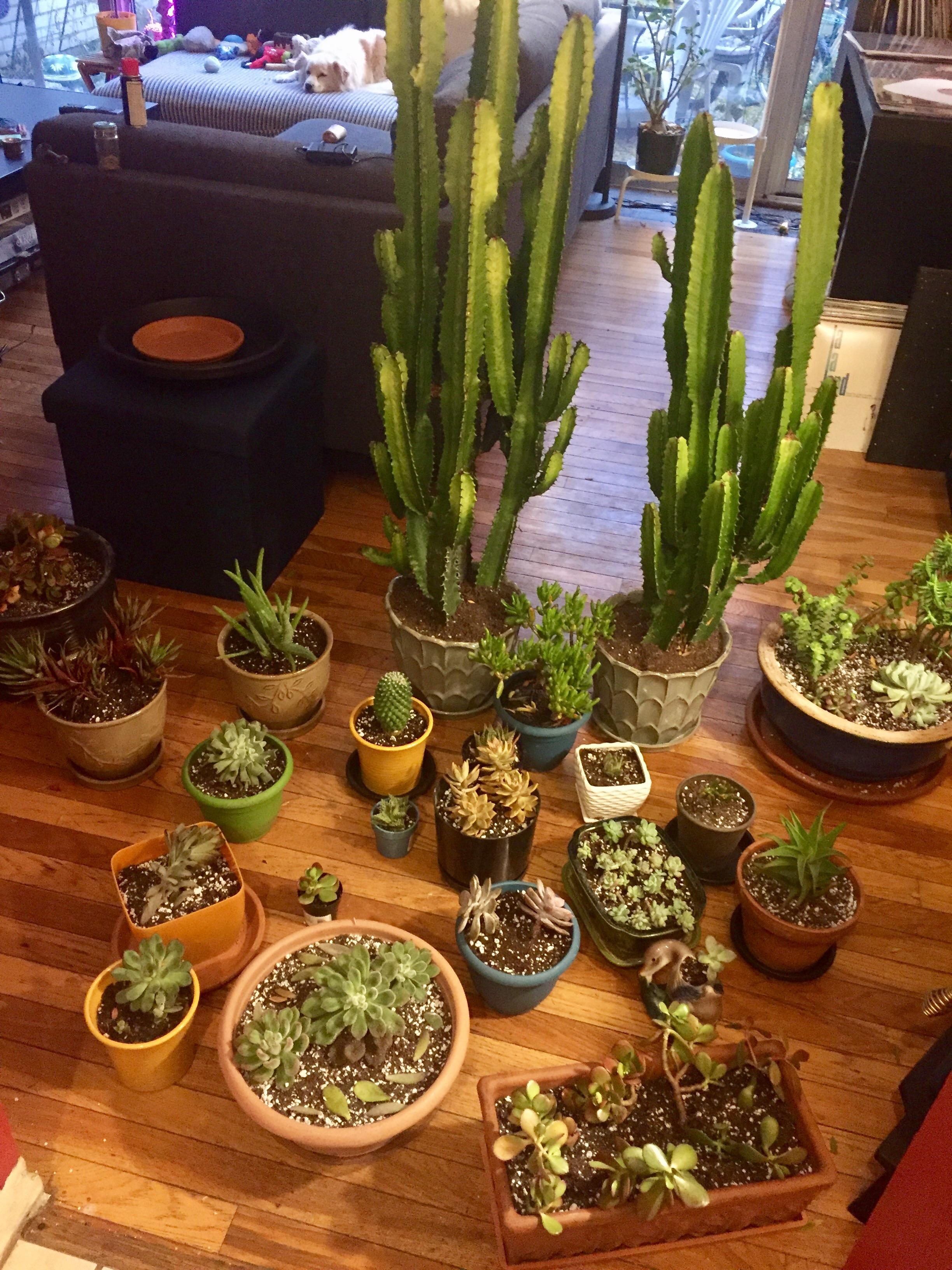 Spent the day repotting and transplanting my little family