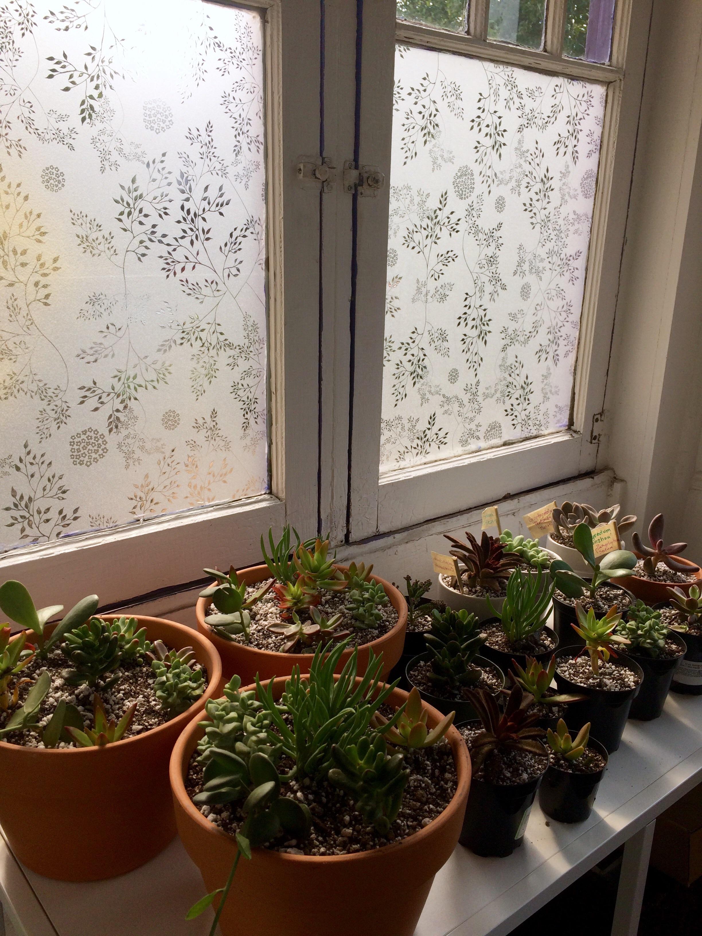 Anyone ever done this? South facing windows in my sunroom tend to burn