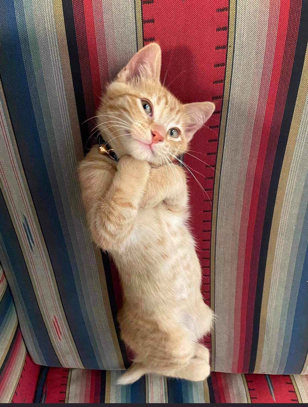 Cat photo session r/aww