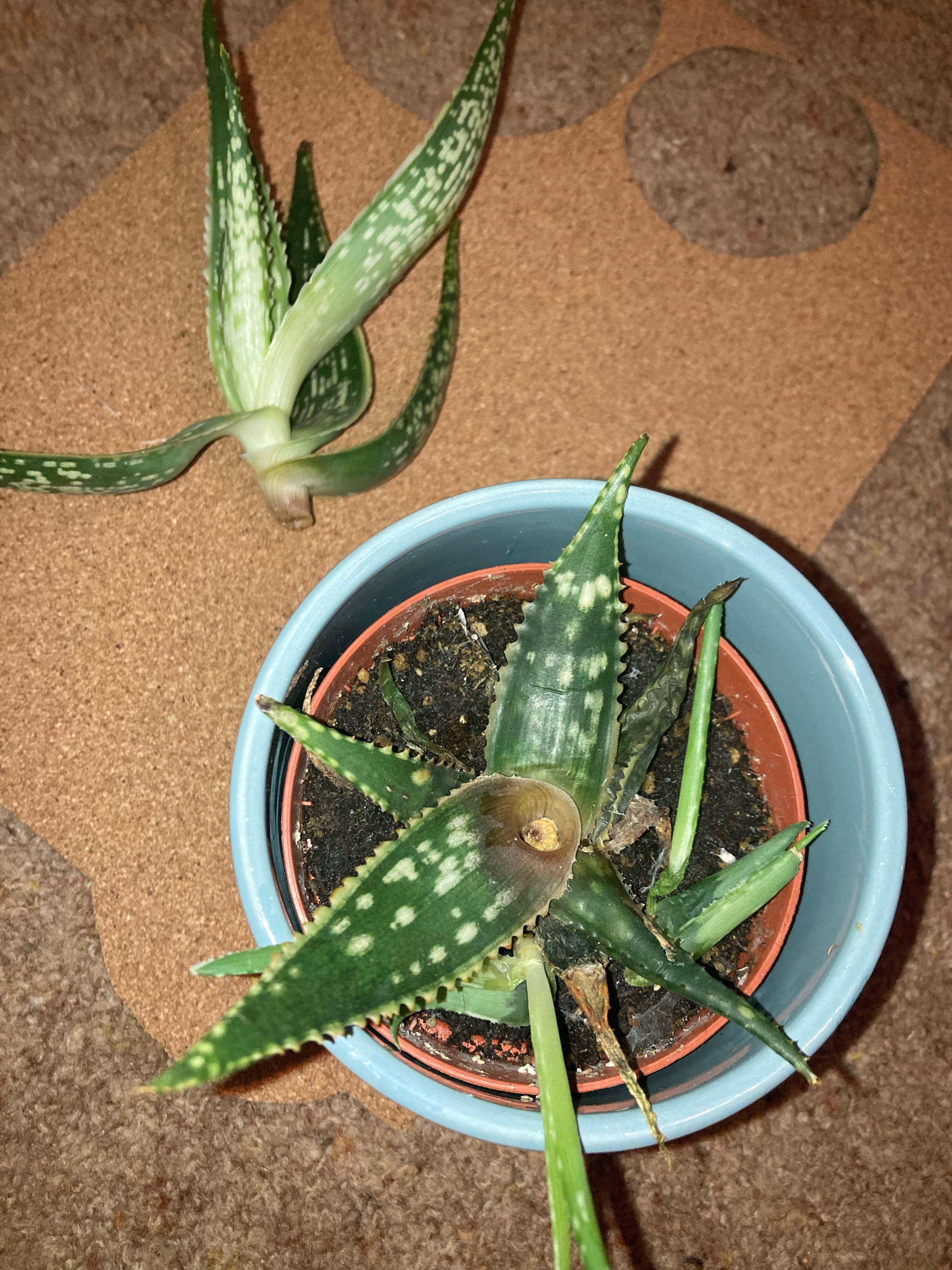 My Aloe Vera plant is falling apart! Each leafy will easily separate