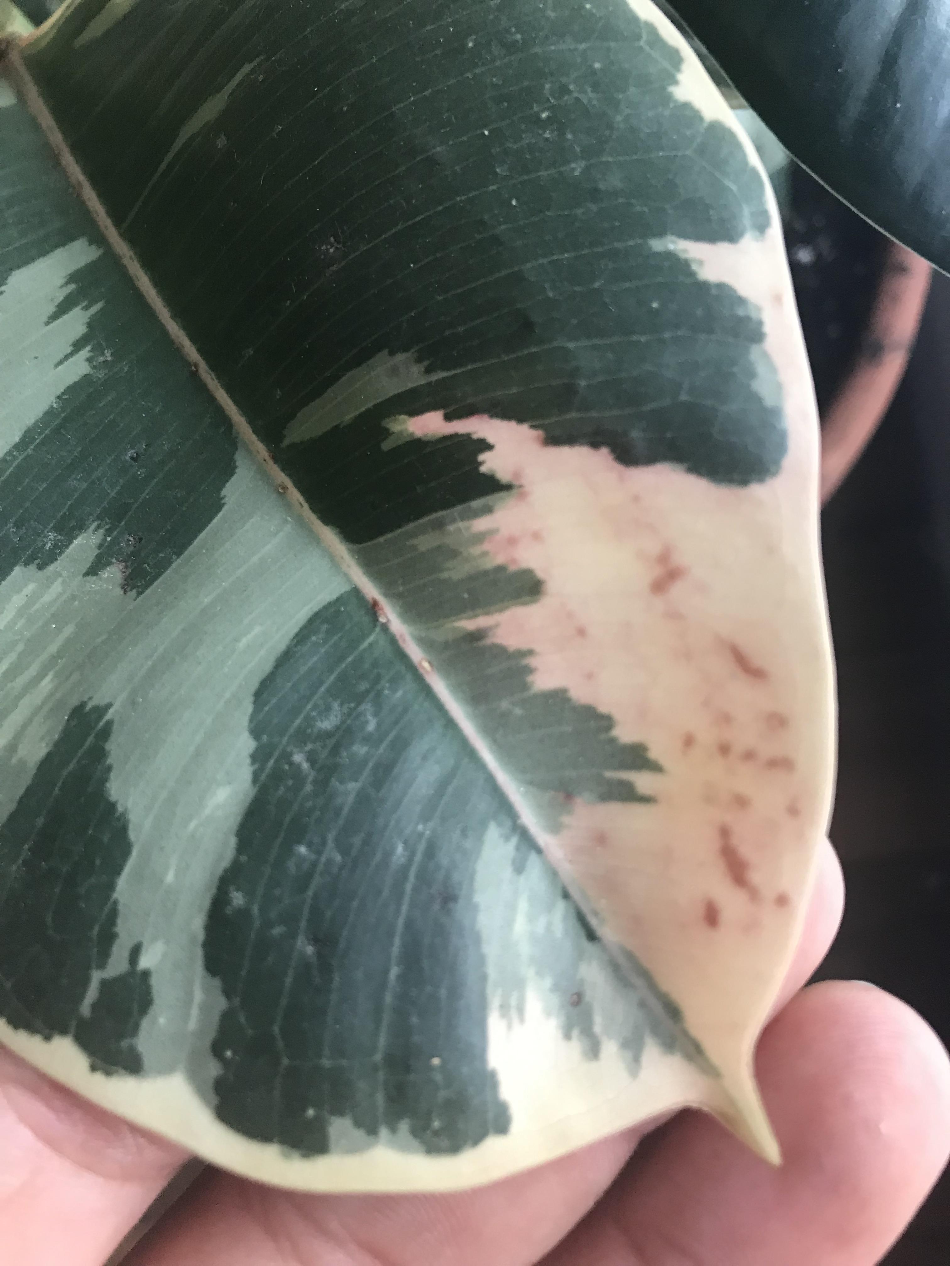 My rubber plant is he ok never seen pink spots on them before r