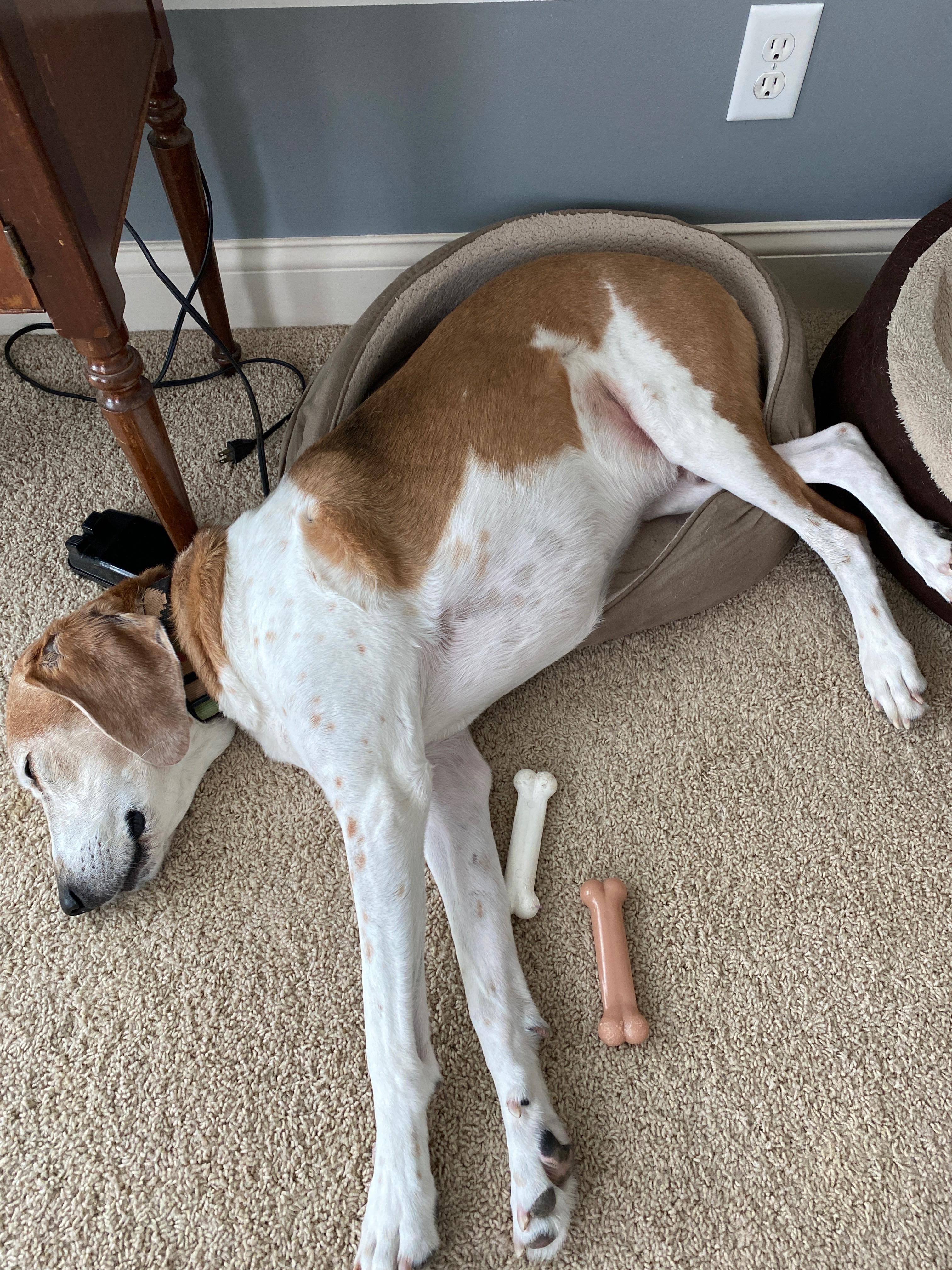 Don’t know why he thinks the little dogs bed is comfortable r
