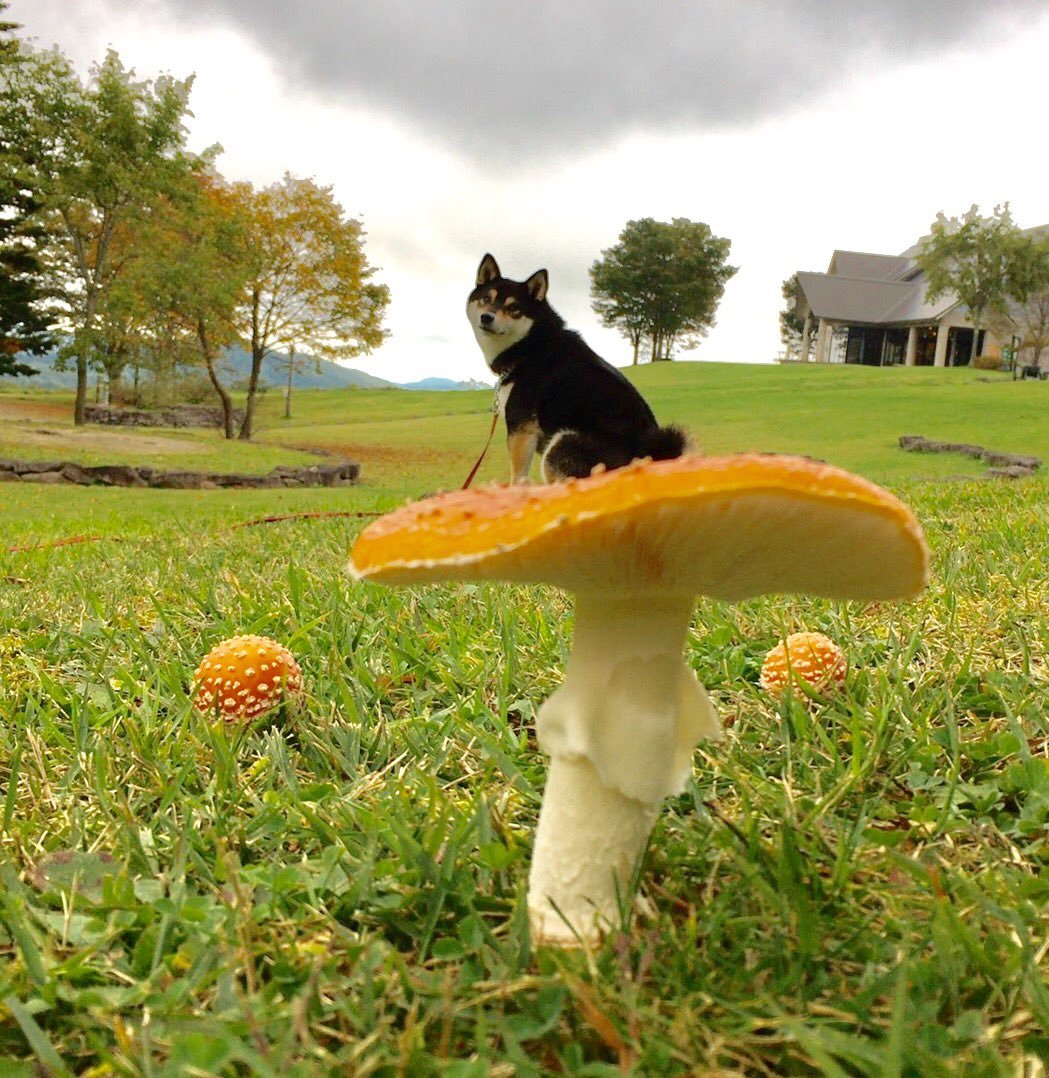 Small dog on big mushroom confusing_perspective