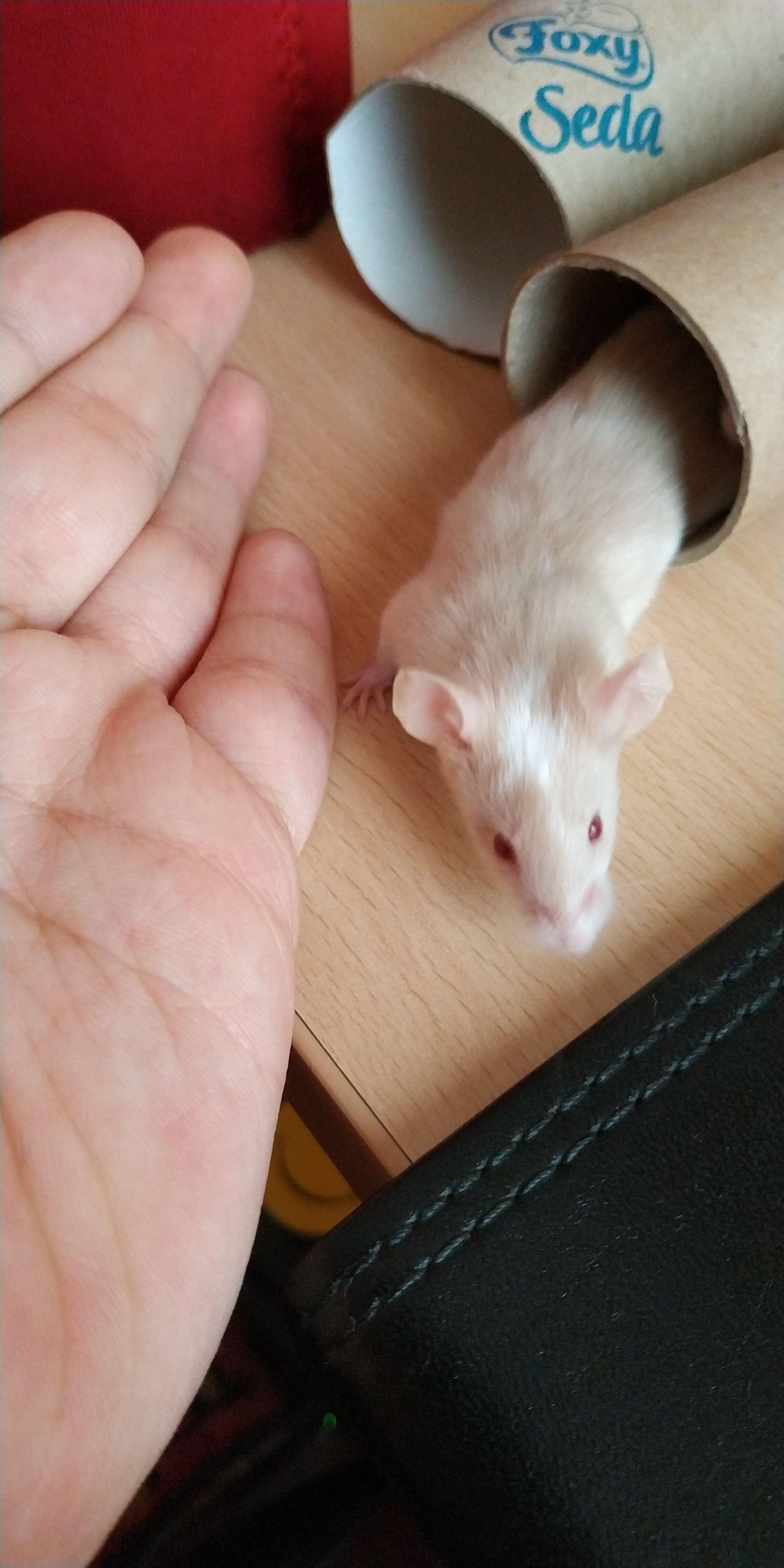 My mice sleep at night? PetMice