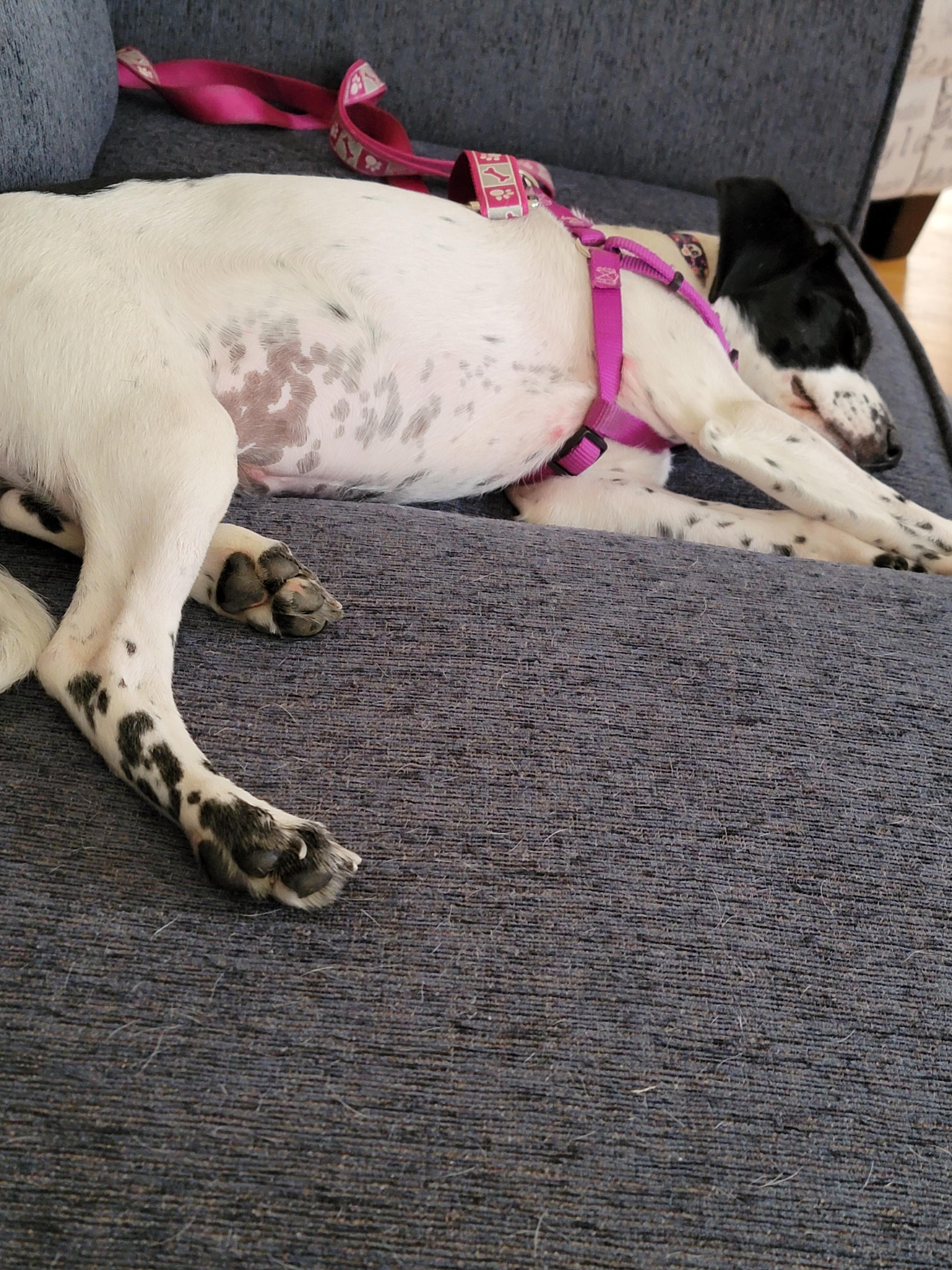 spotted belly r/PuppyBellies