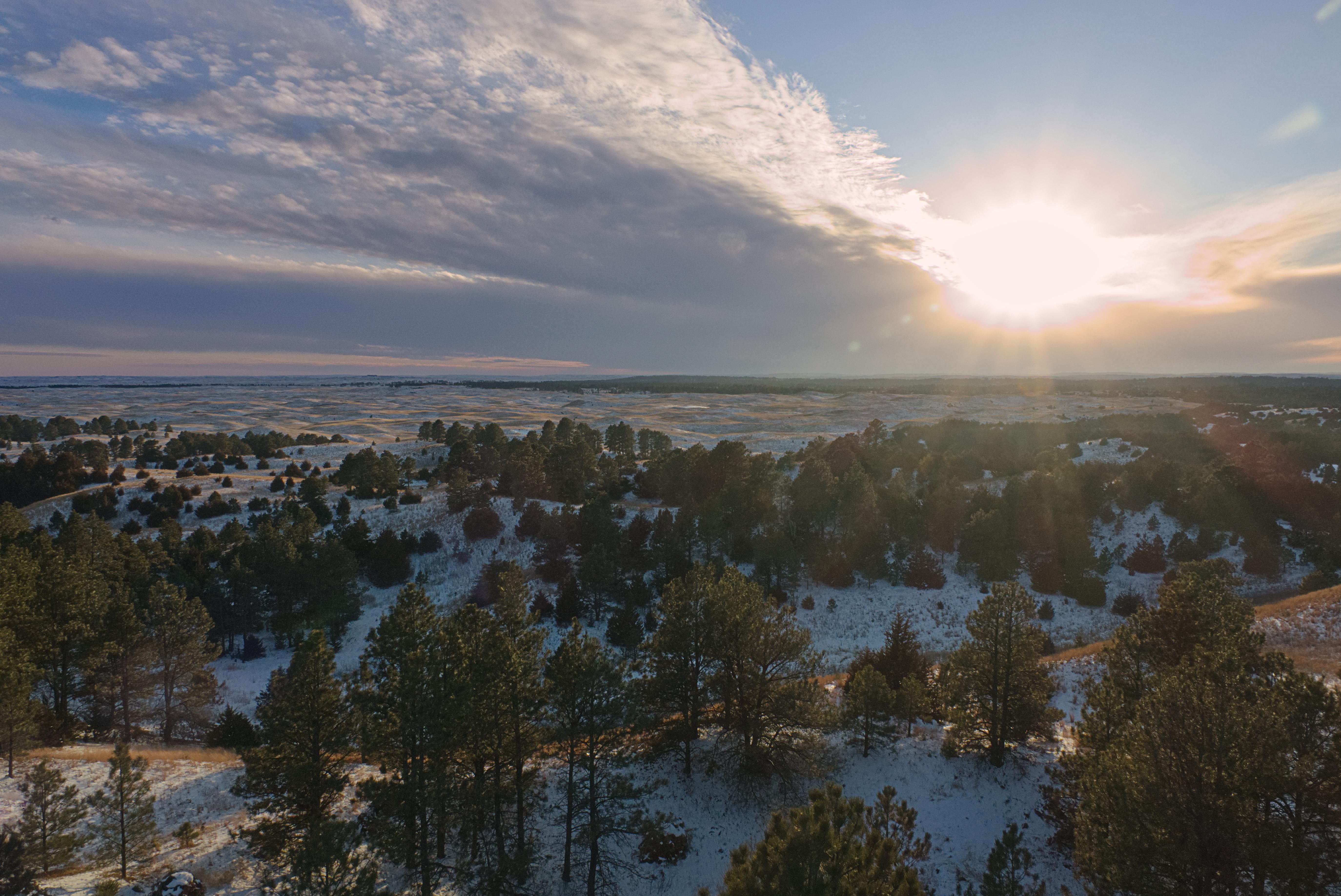 Halsey National Forest, Nebraska America's Largest HandPlanted