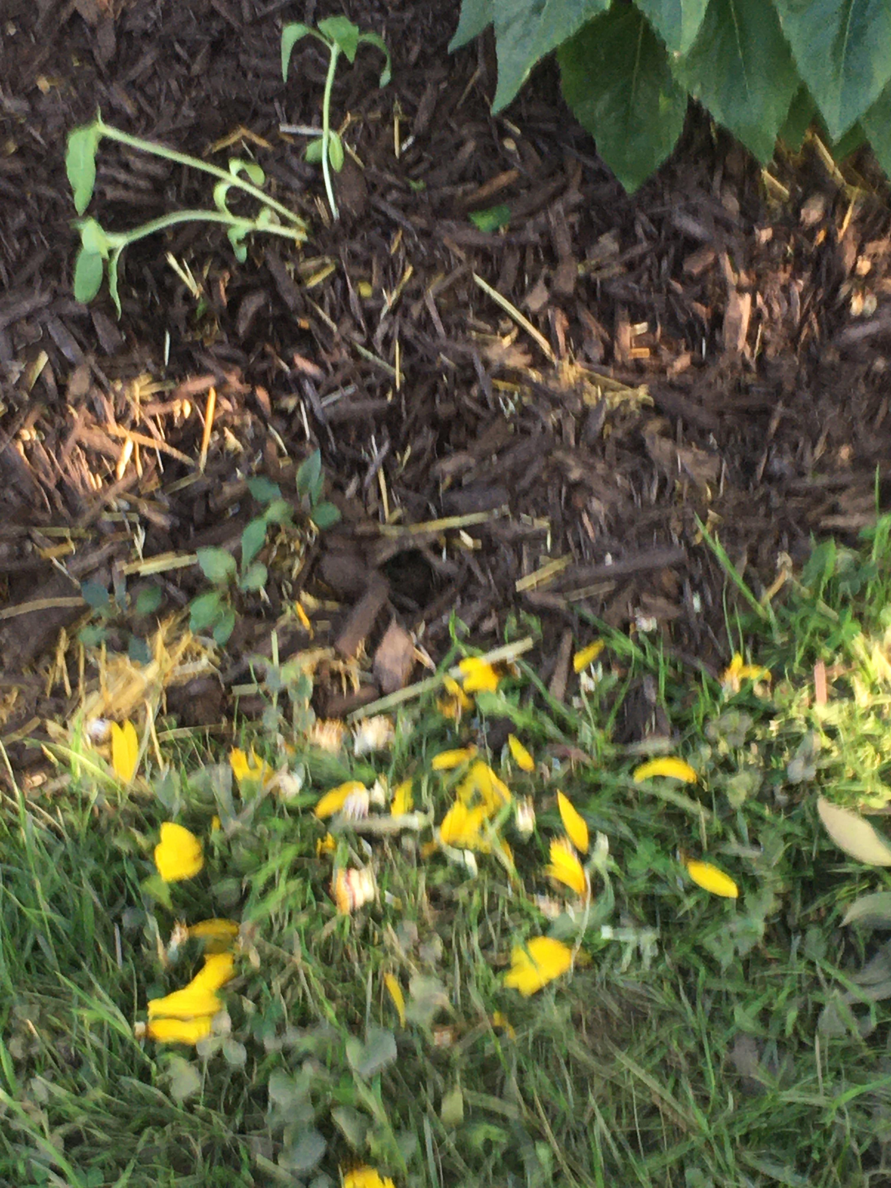 Something keeps eating our sunflowers! Any suggestions on how to prevent this? r/gardening