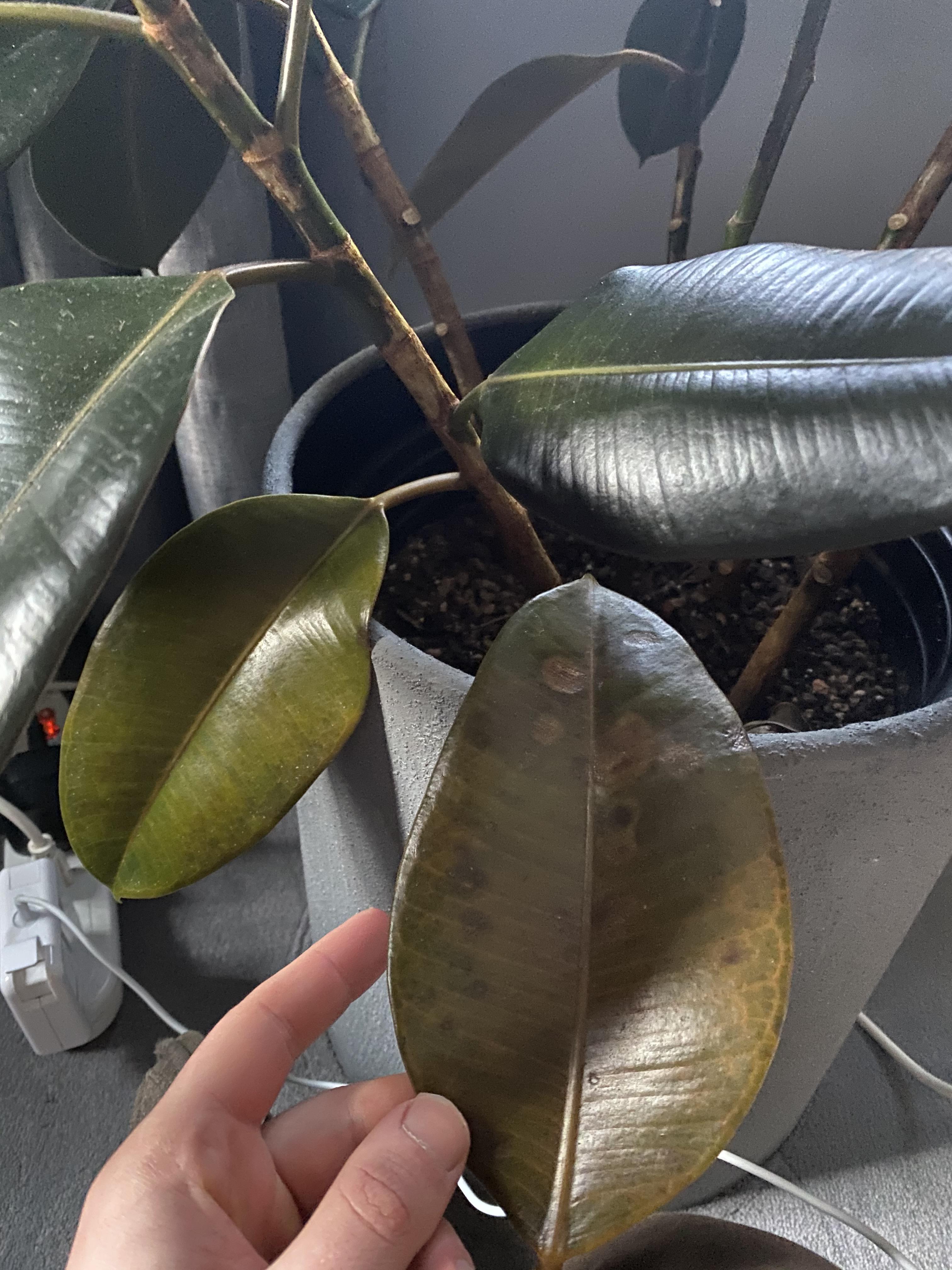 Losing leaves on my rubber tree, bottom leaves are turning brown and