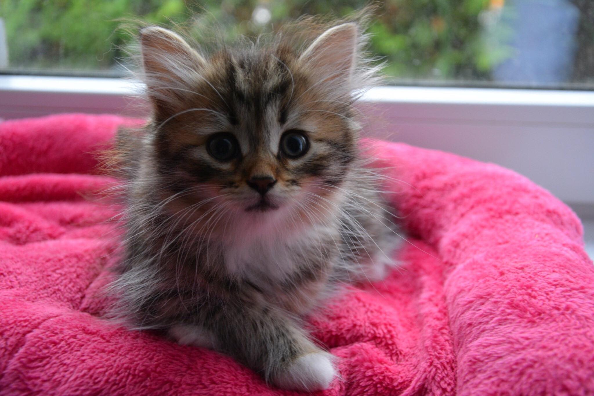 How would you name this Siberian girl? My favourites for