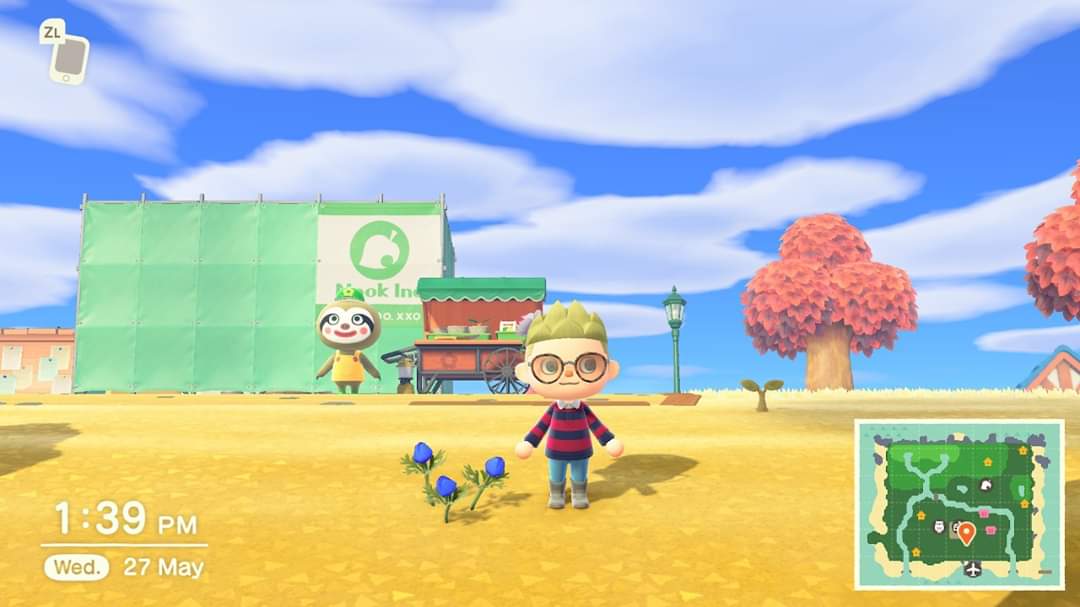 After just 6 days from starting my new island, blue windflowers have