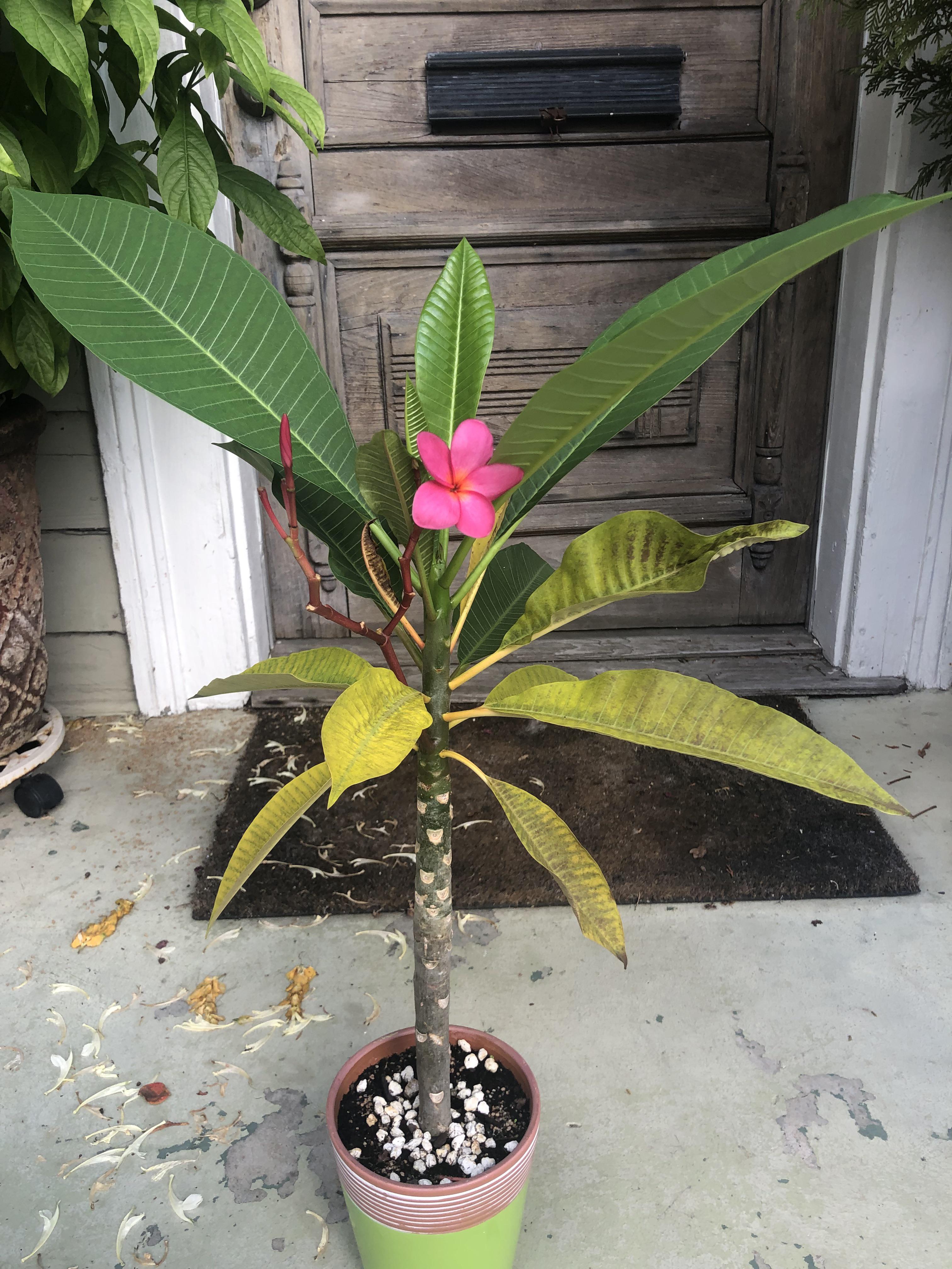 315 best r/plumeria images on Pholder and so it begins! can you smell