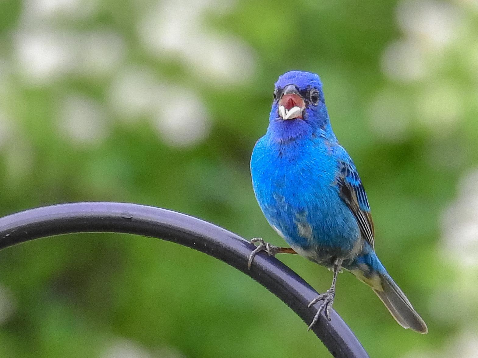 Indigo Bunting??? Spotted in Tennessee. r/whatsthisbird