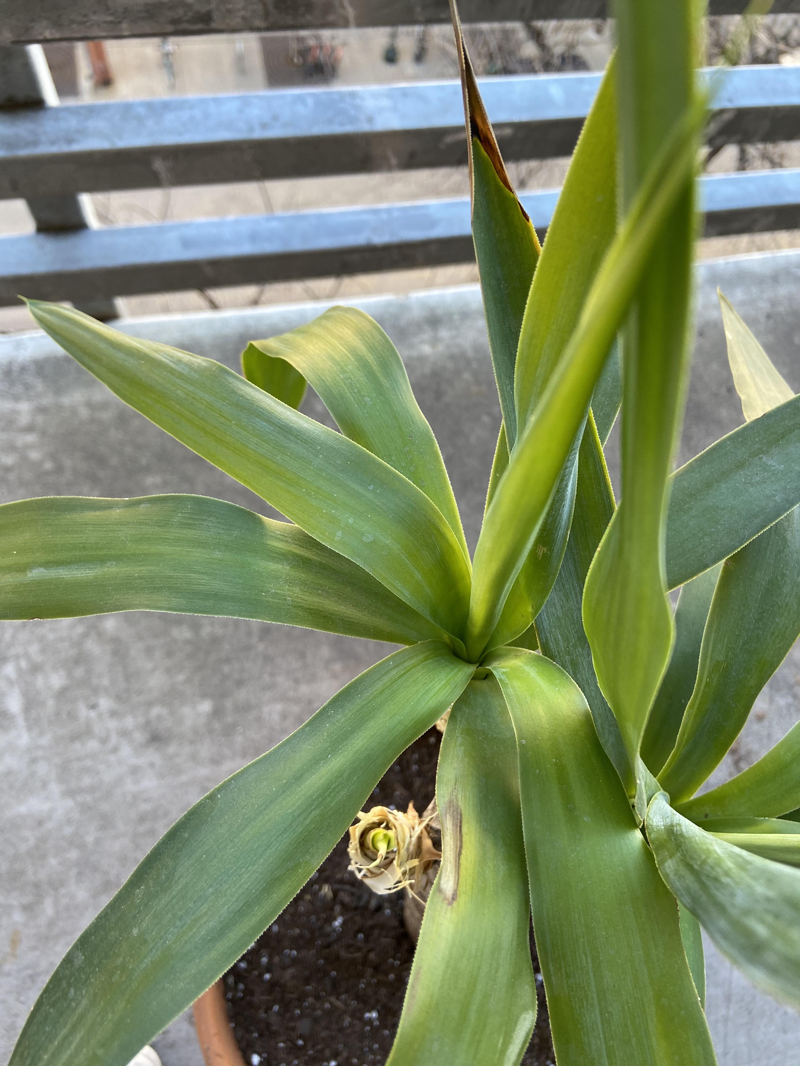 Whats happening with my yucca? brown tips/spots r/plantclinic