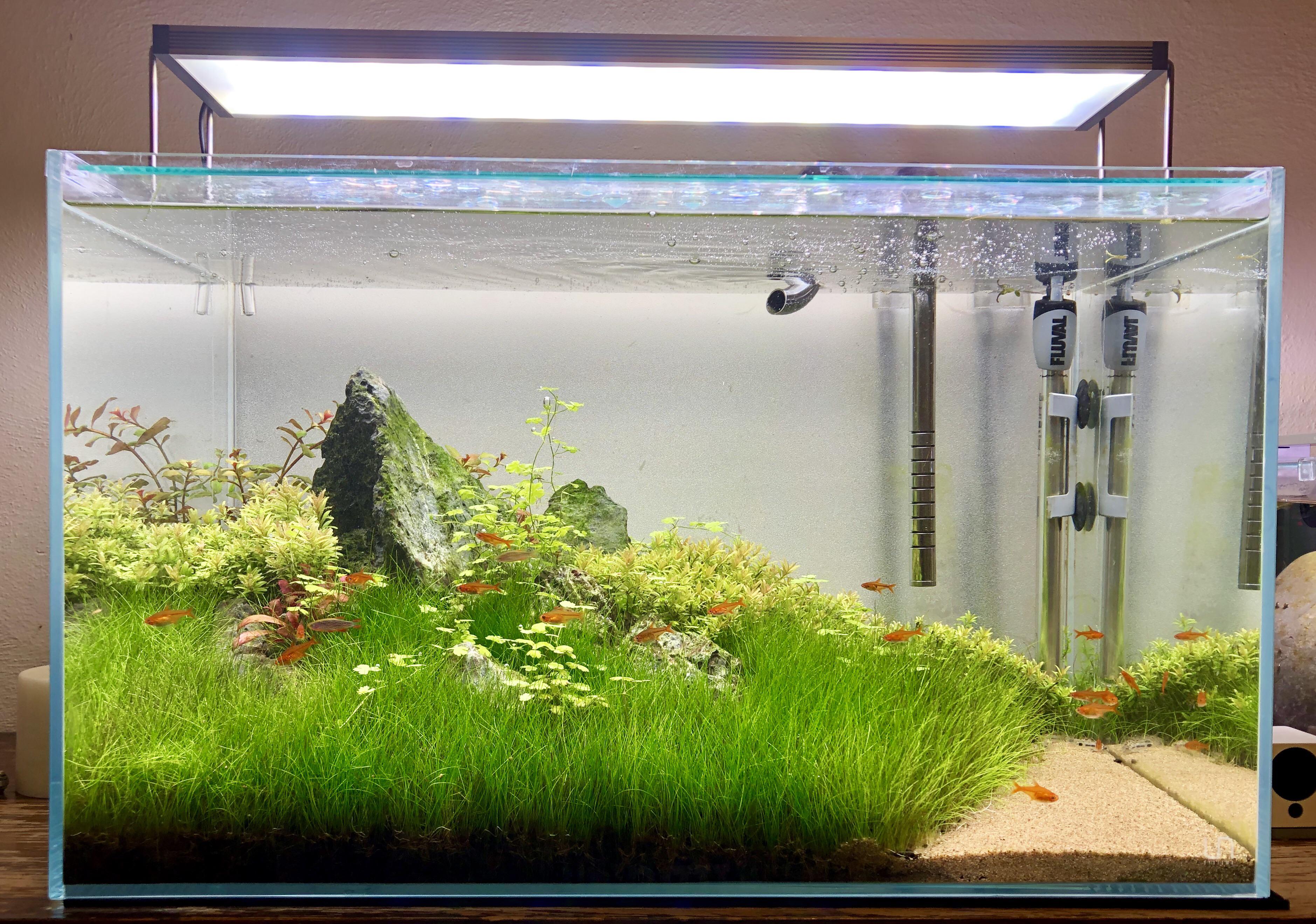 Update to my 20 gallon community tank since you all liked its previous