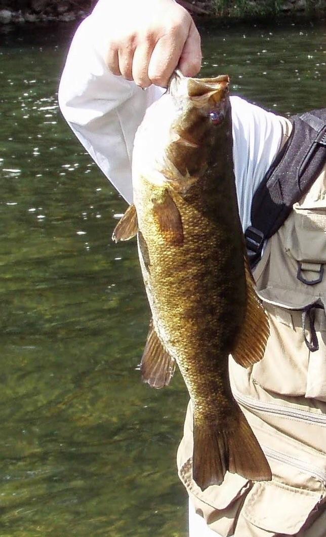 South Branch of the Potomac Smallie r/Fishing