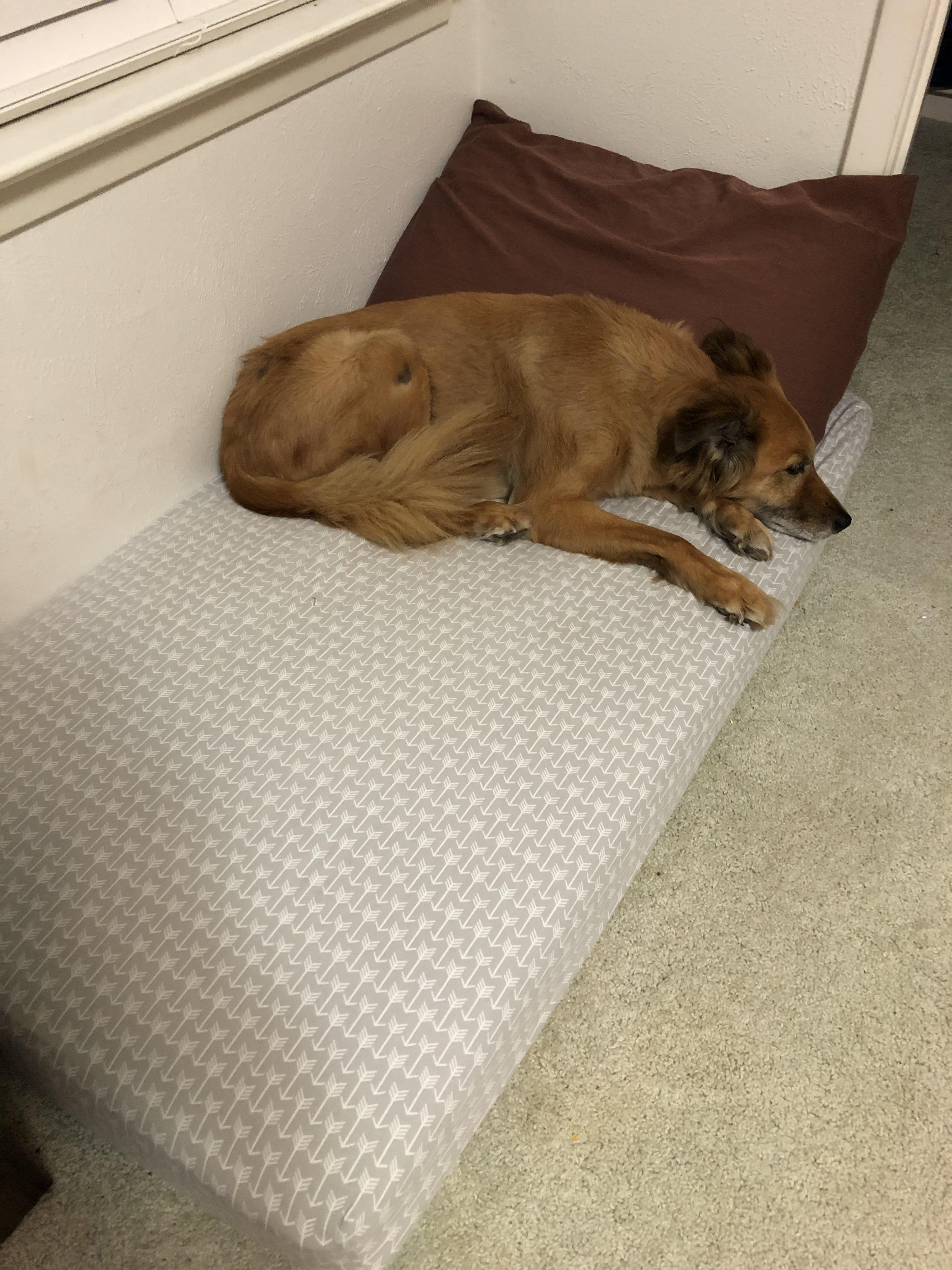 Baby mattresses make way better supportive beds for dogs (esp older