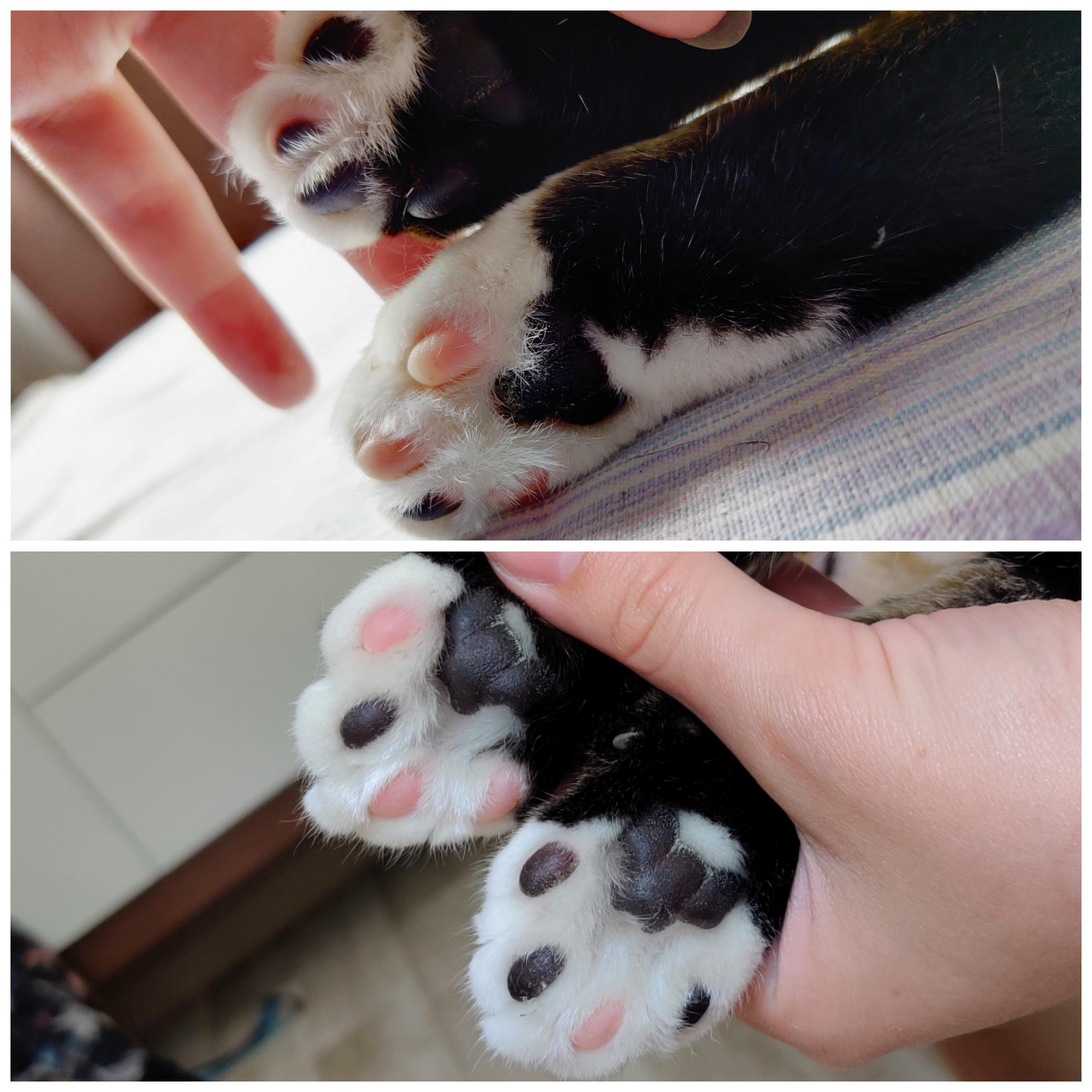 My cat's smaller toe beans are inverted r/mildlyinteresting