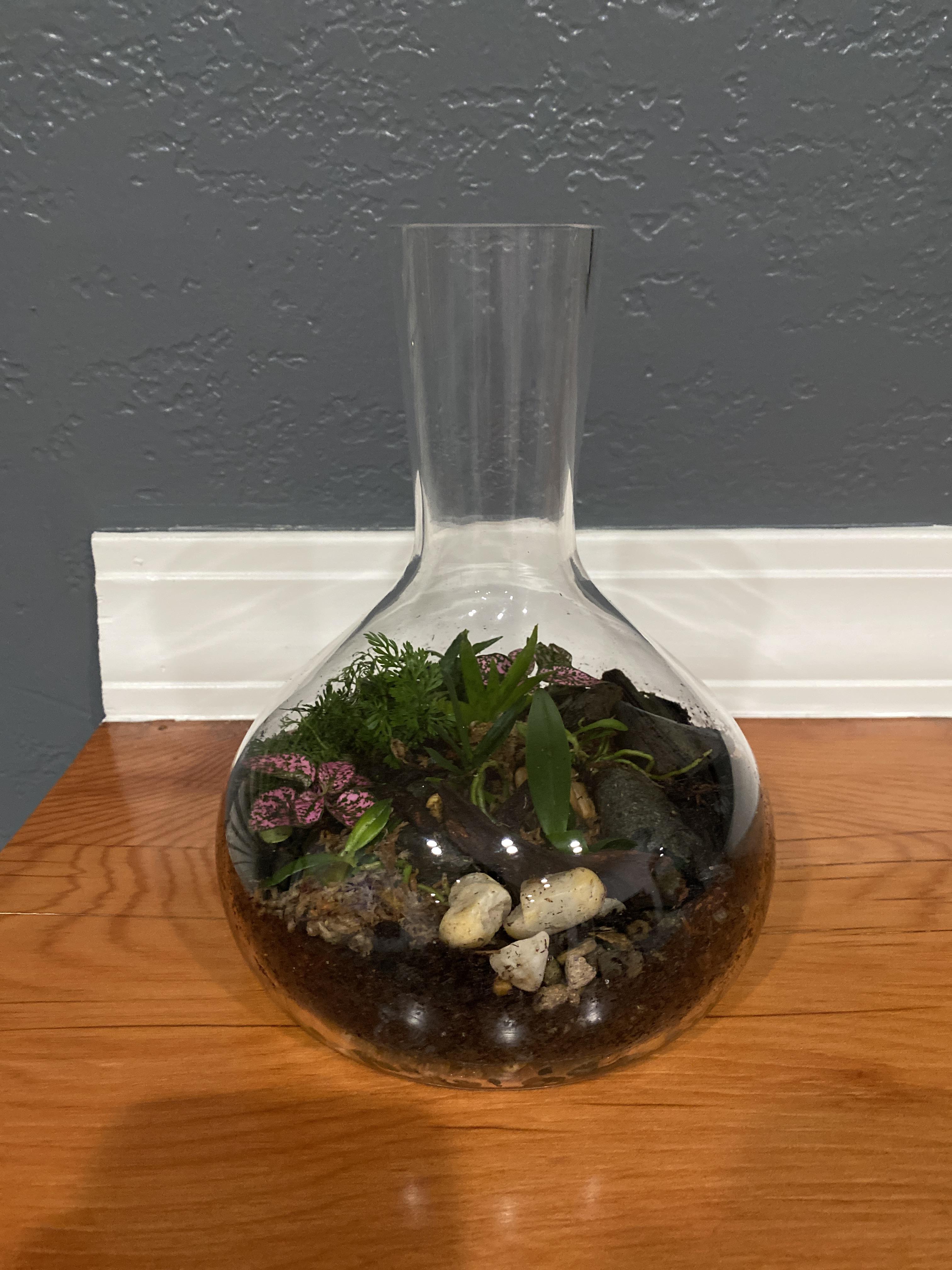 First orchid terrarium! r/terrariums