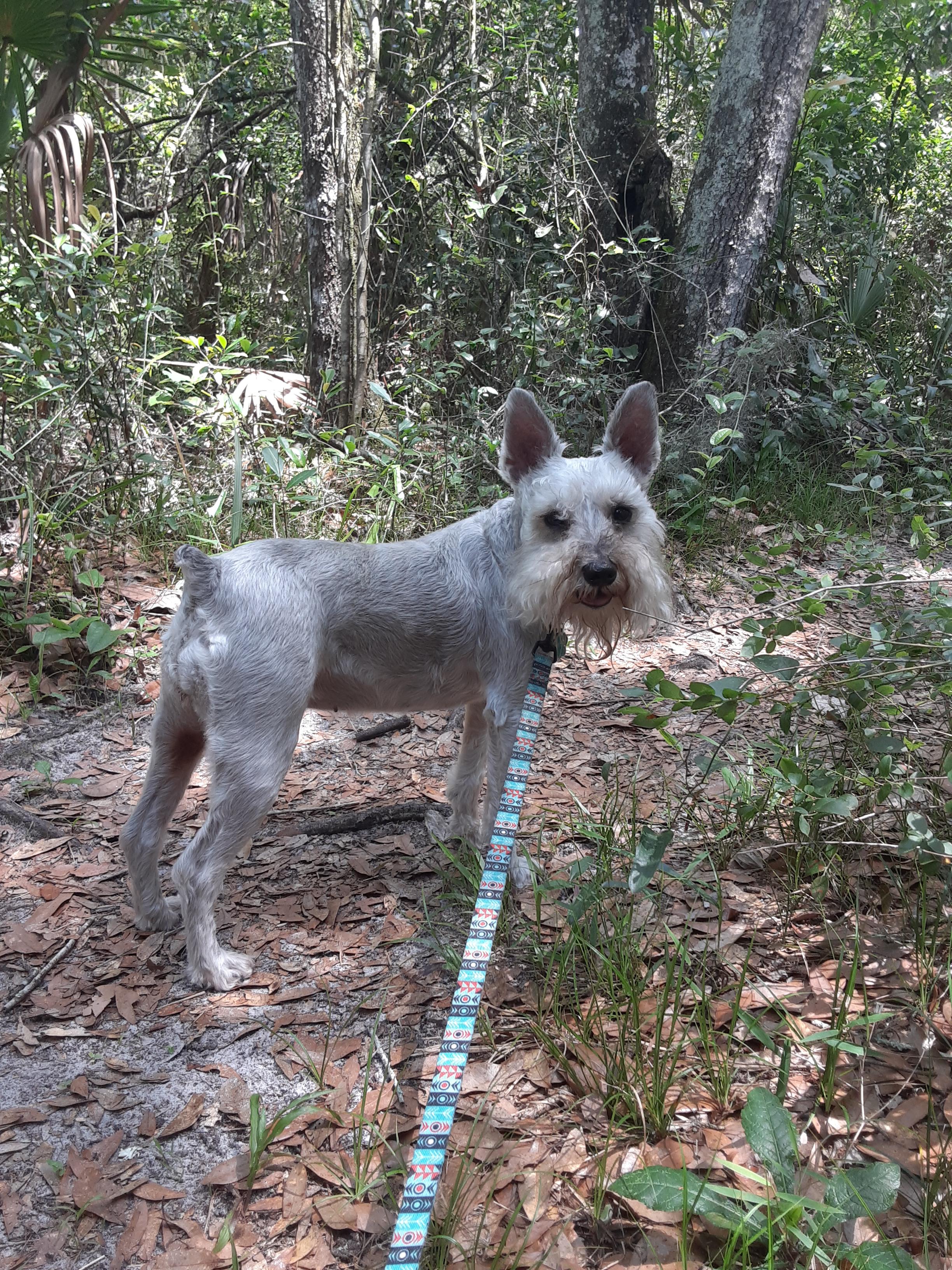 Cookie is very happy our state park hiking trail is open again! ) r