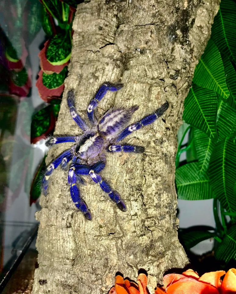 What should I name my new poecilotheria spider? spiders