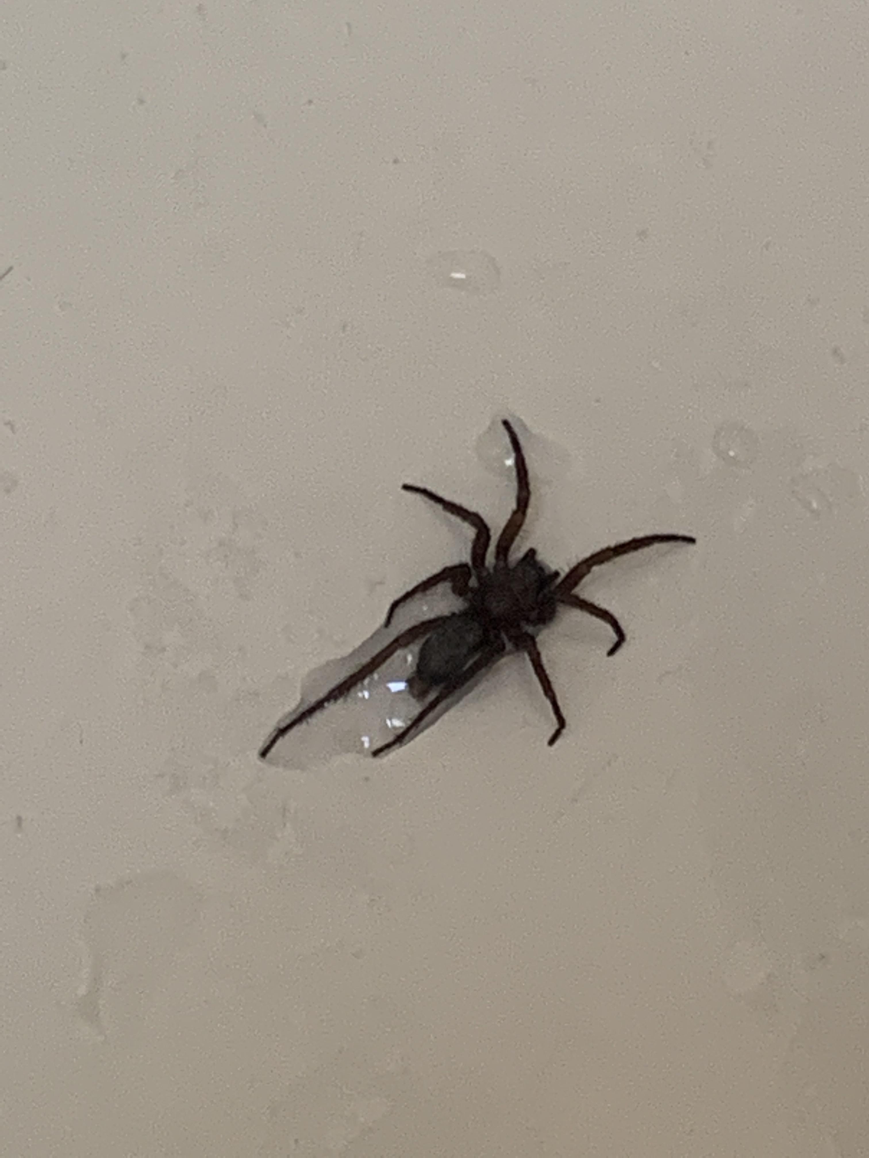 This one crawled out of my shower drain, ID? Edmonds WA (i carried it