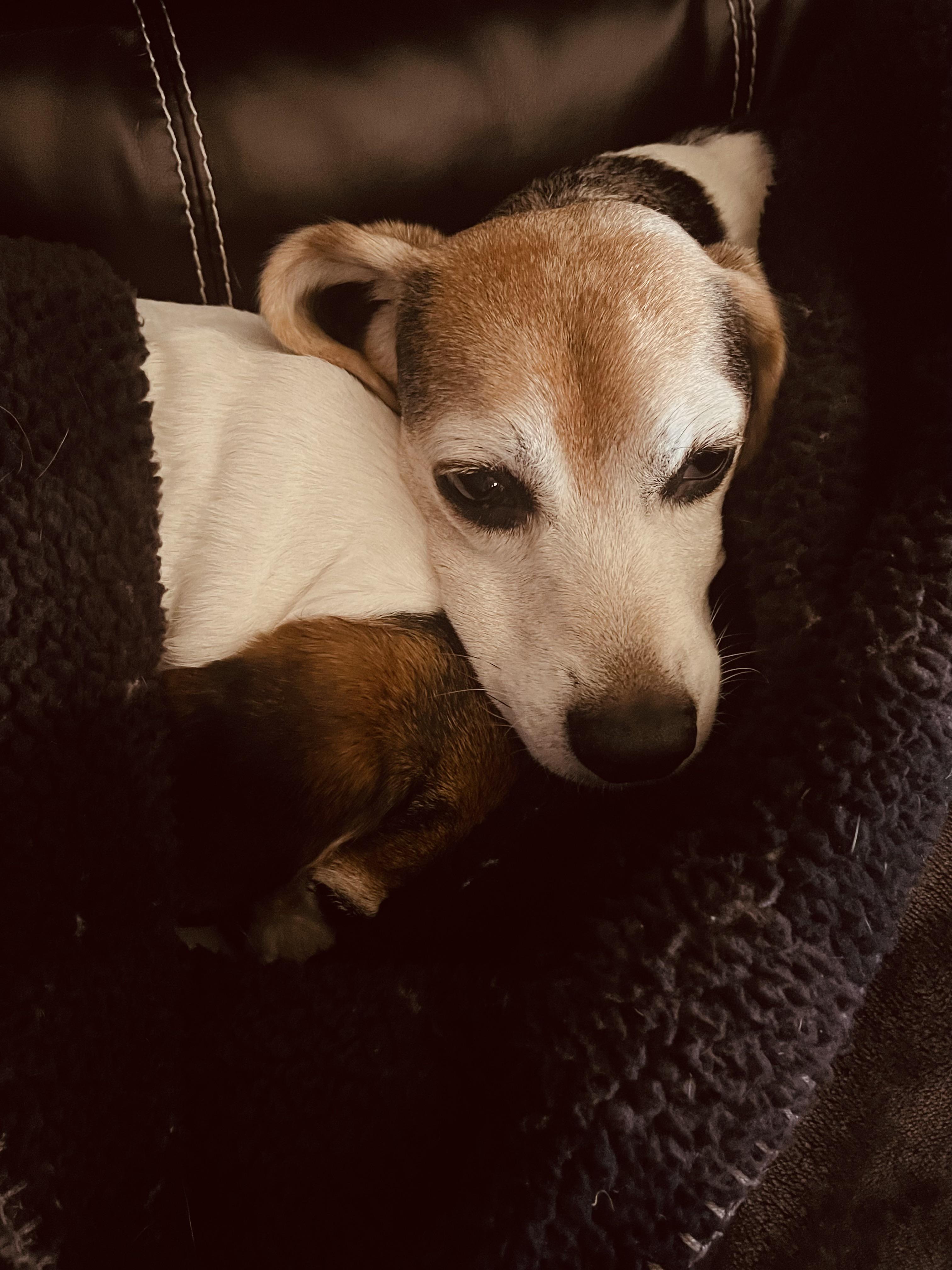 The hounds snuggling on a cold day. r/beagles
