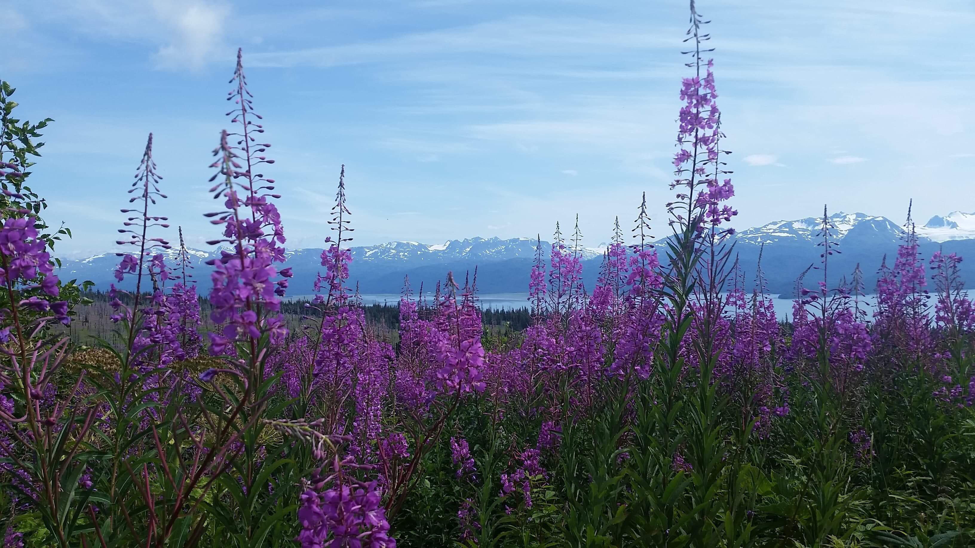 Beautiful view in Homer AK r/Outdoors
