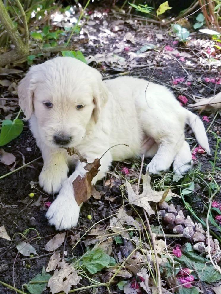 Our litter of goldendoodles (F1b) just turned 5 weeks old. This little