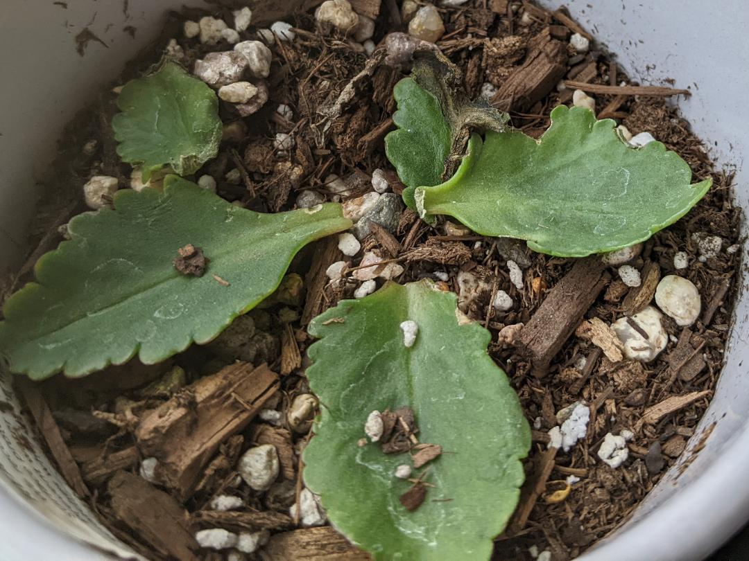 my kalanchoe (blossfeldiana) started to rot and i saved a few leaves