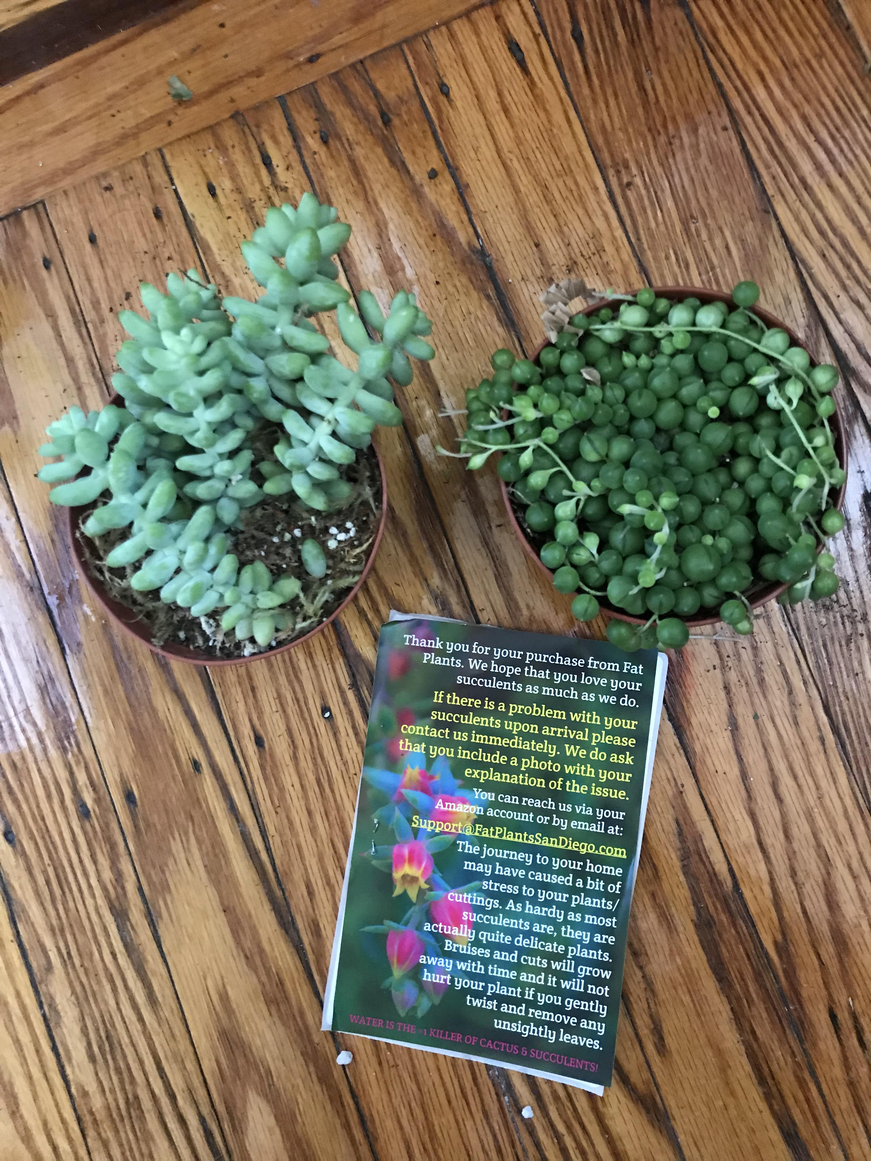Plant mail! r/succulents