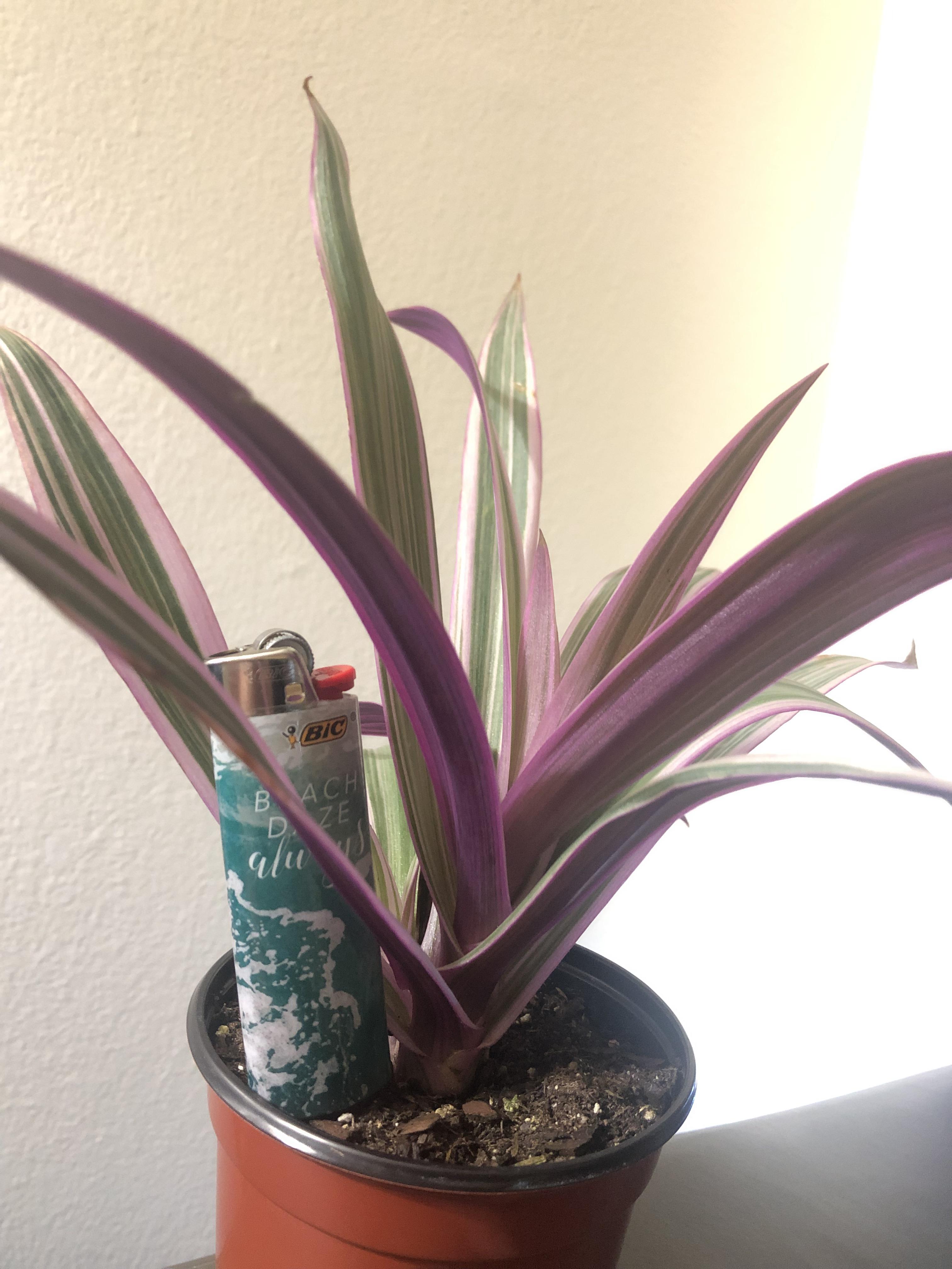 What is this plant I bought in Philly? Didn’t come ID’d, but looks like