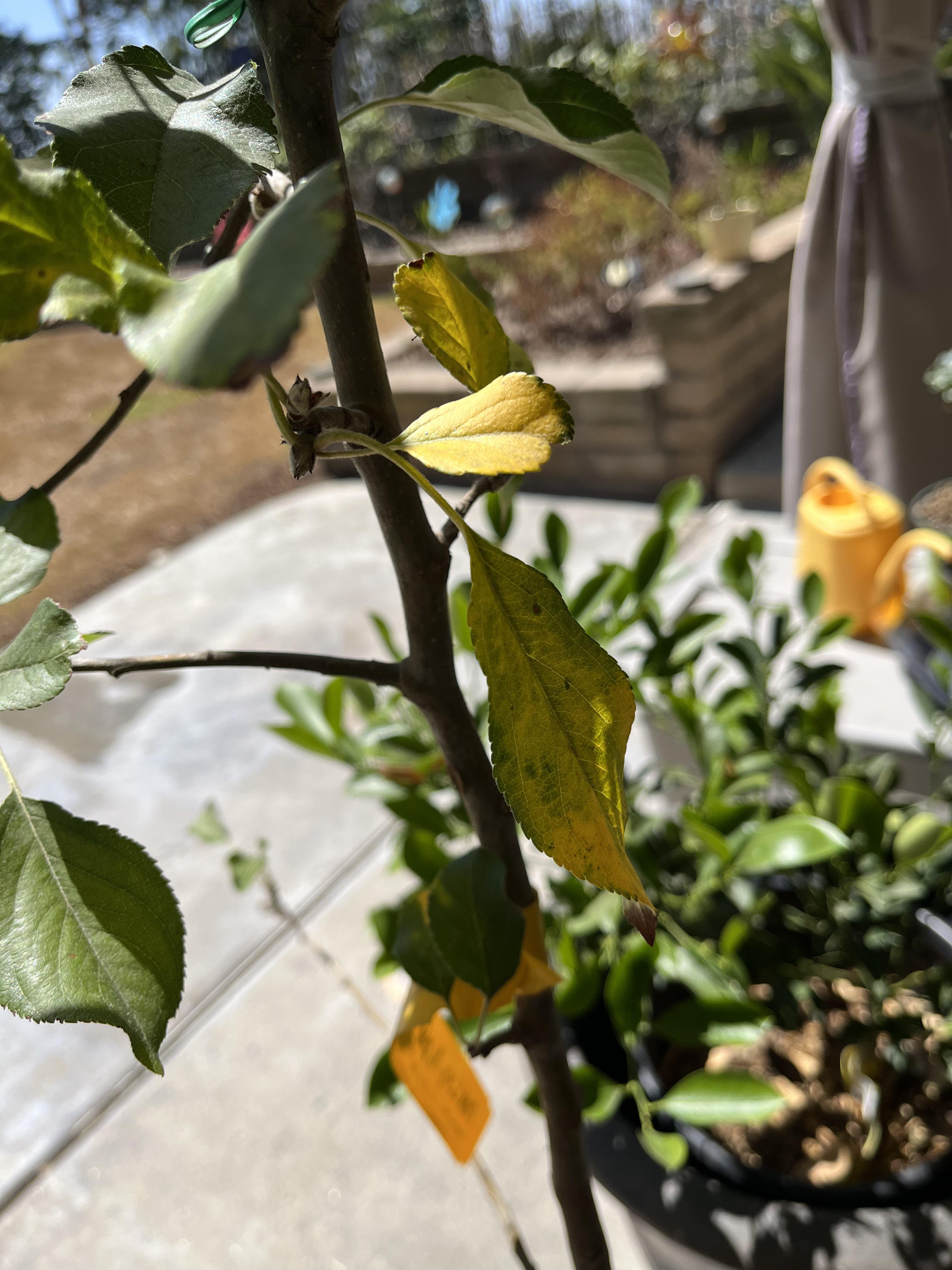 Random leaves are yellowing on my apple tree, is this normal or is she