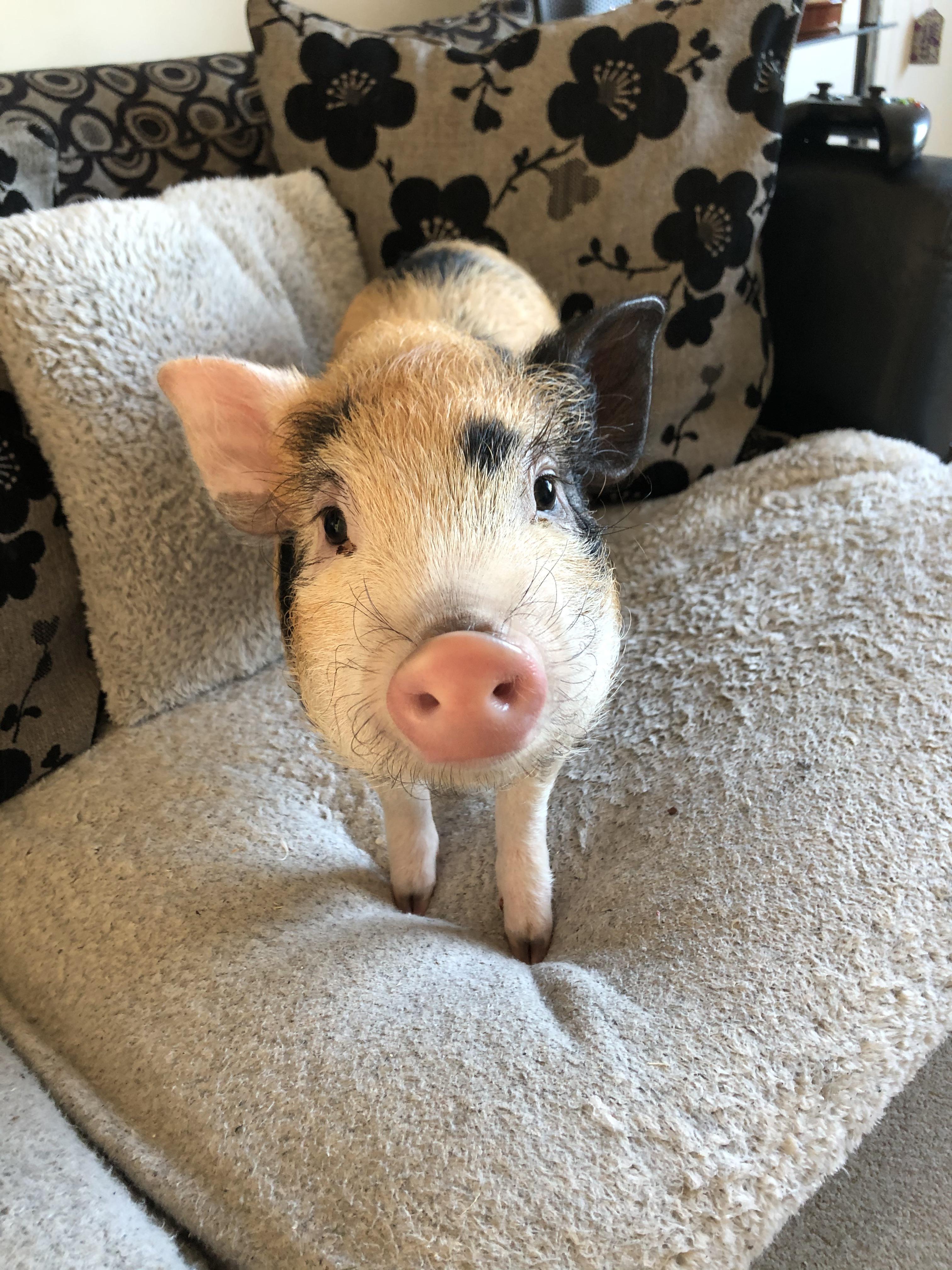 Will only pose for photos for kiwis r/pigs