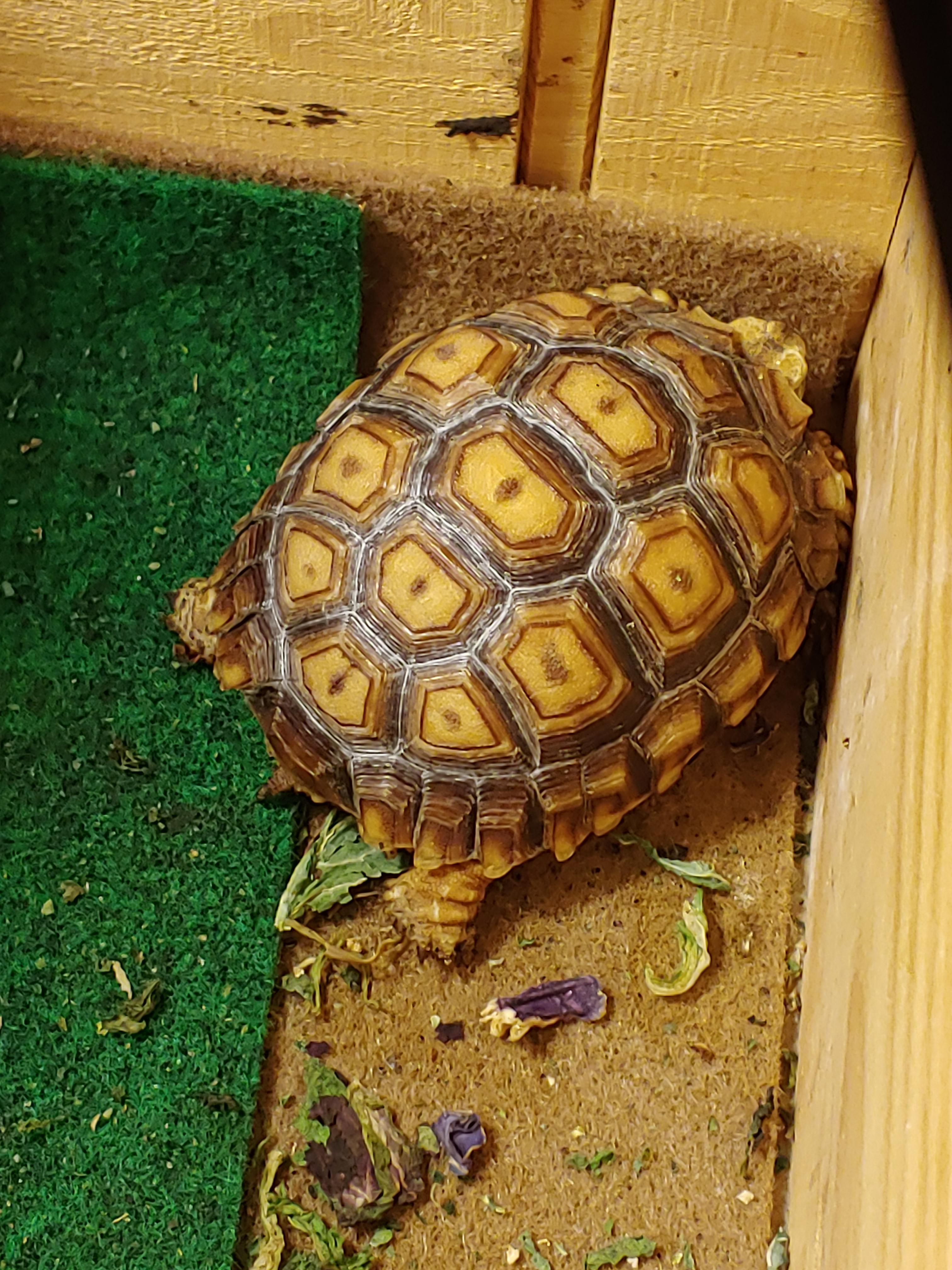 My tortoise has not been eating the past couple days. He is just over a