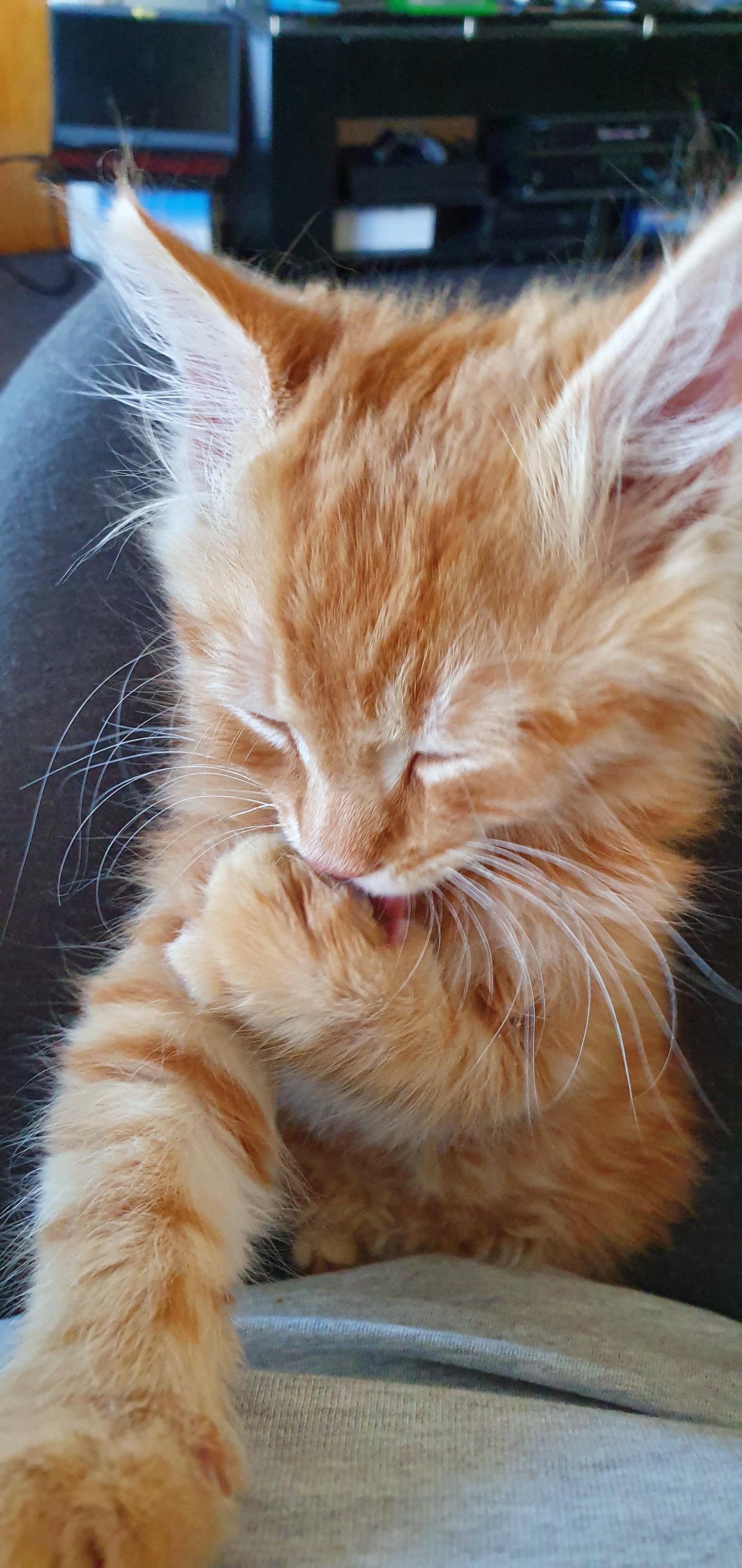 Clean toenails are the best toenails! Semba has settled into our lives