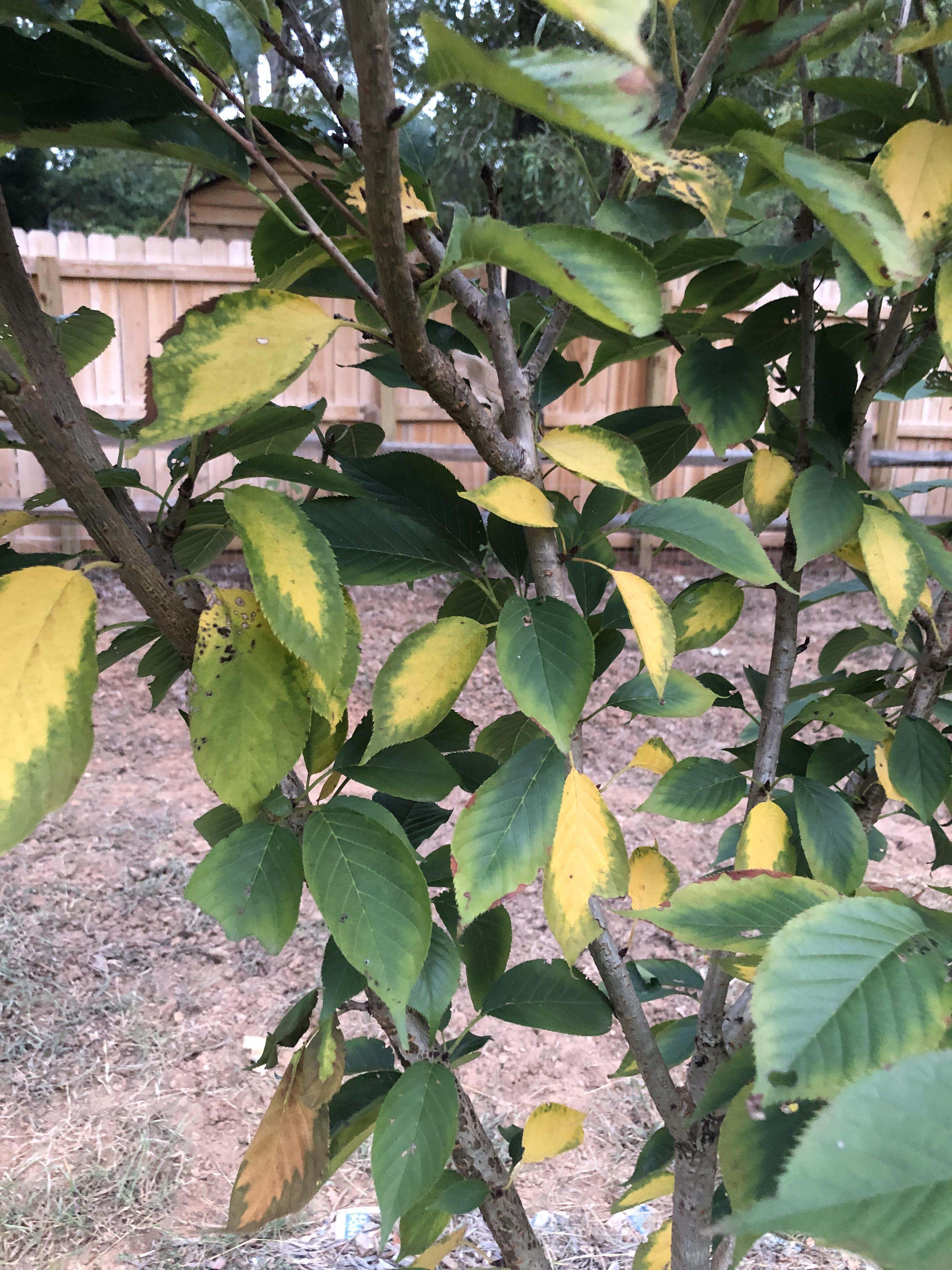 Yellowing Kwanzan Cherry Tree Leaves, What's Happening? r/plantclinic