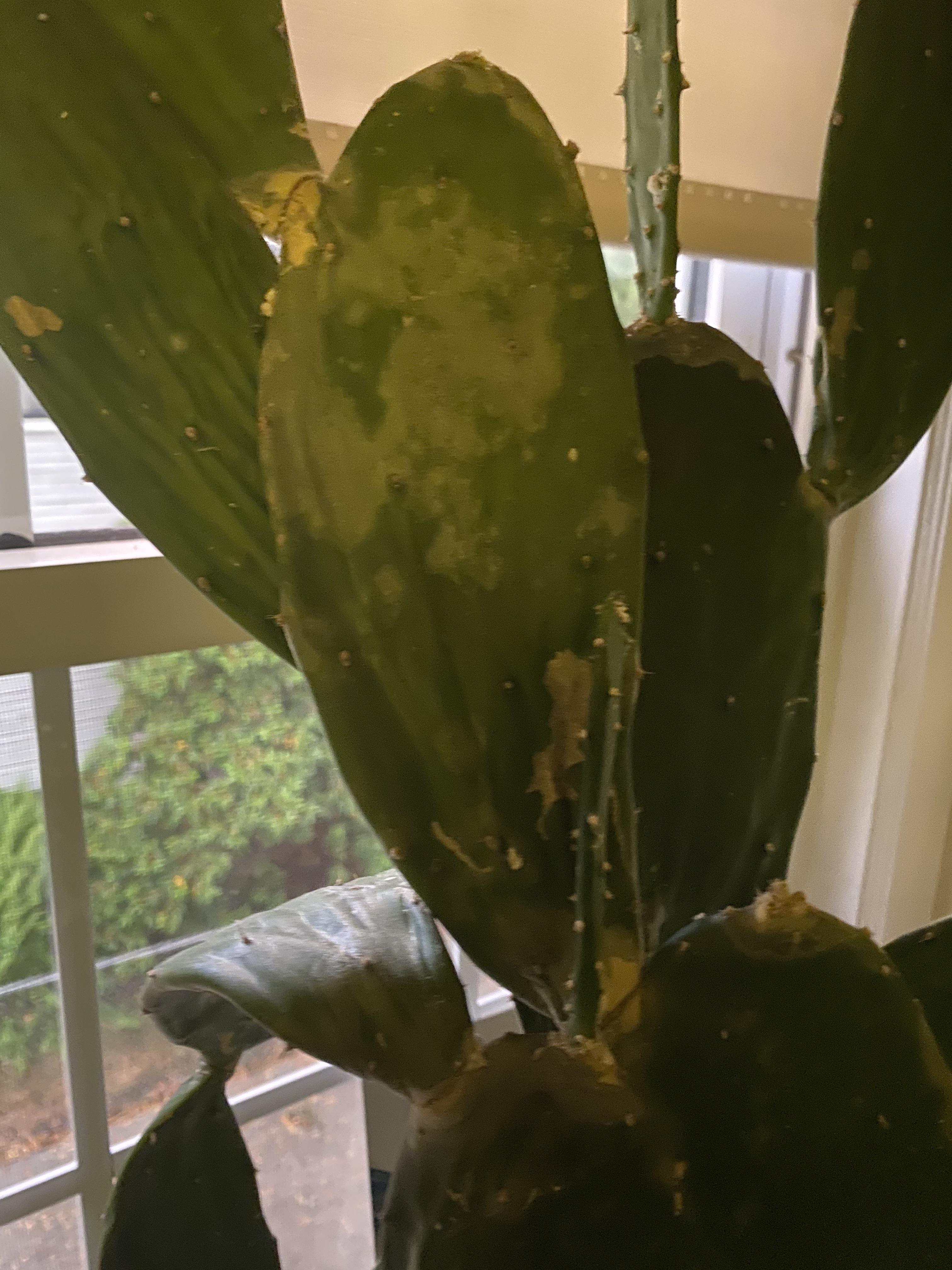 Cactus help! My prickly pear cactus is starting to get spots like this