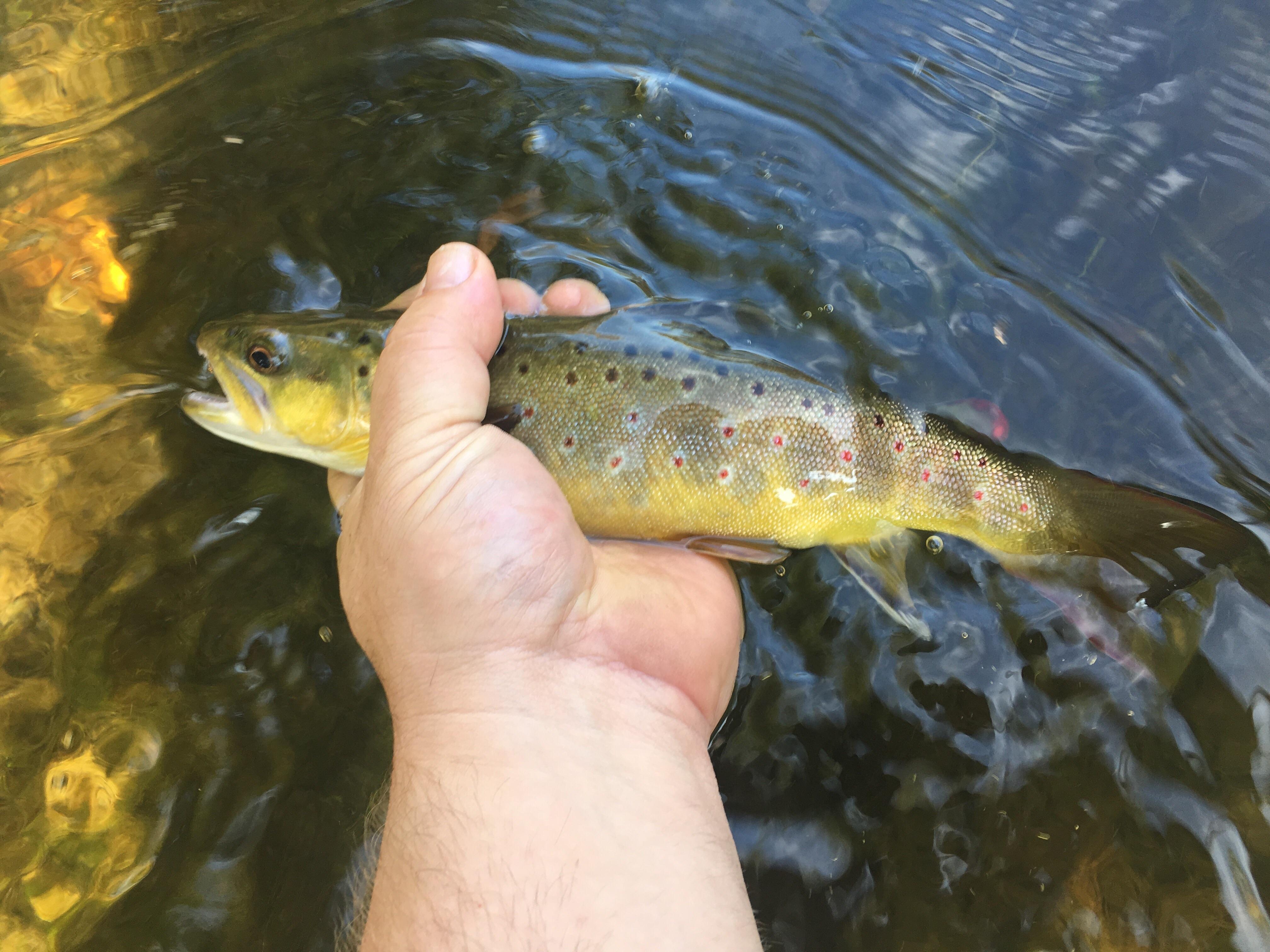 Another Rush River (Wisconsin) beauty r/flyfishing