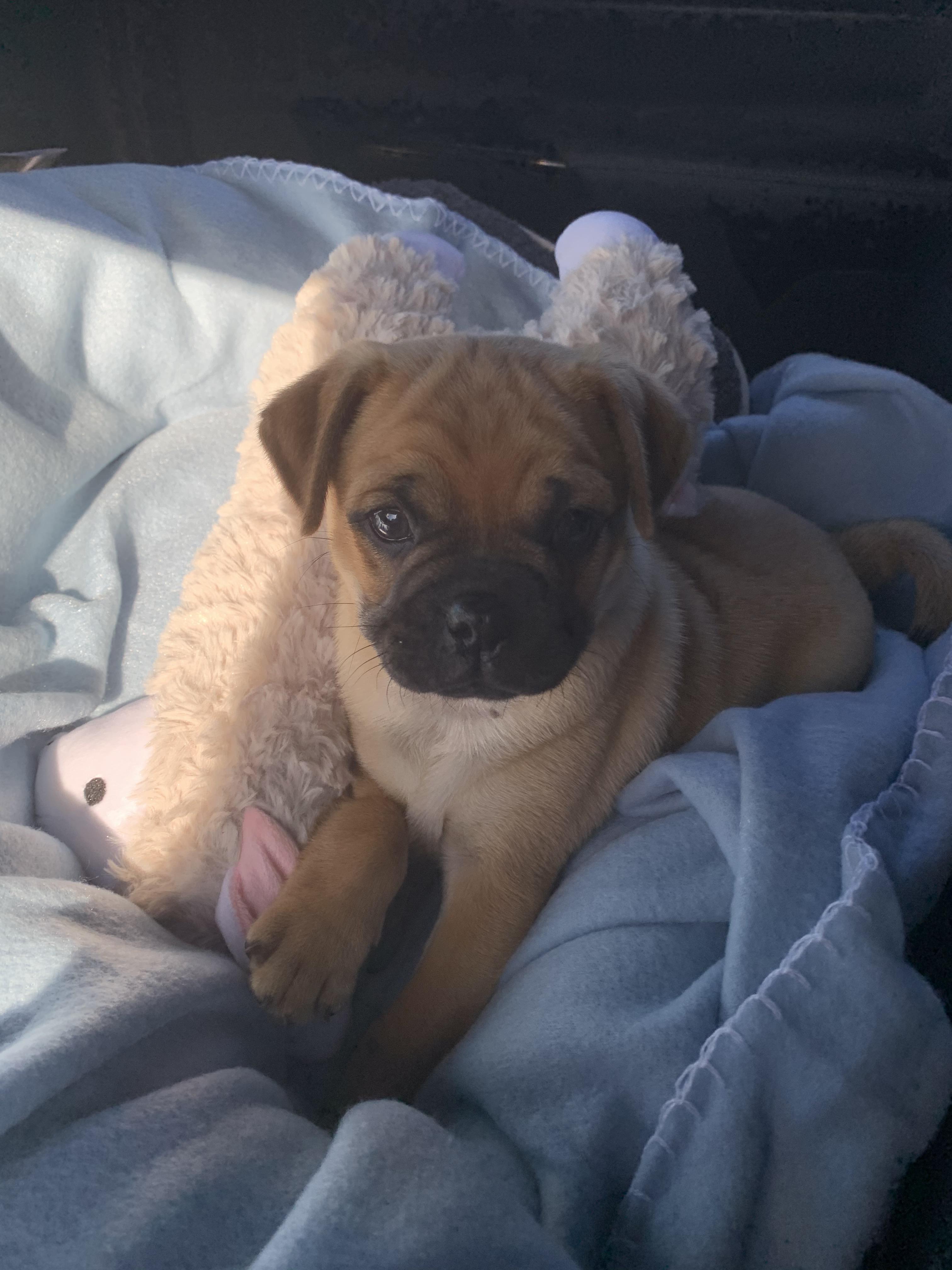 My new Jug puppy! (Jack Russell/Pug mix) r/pugs