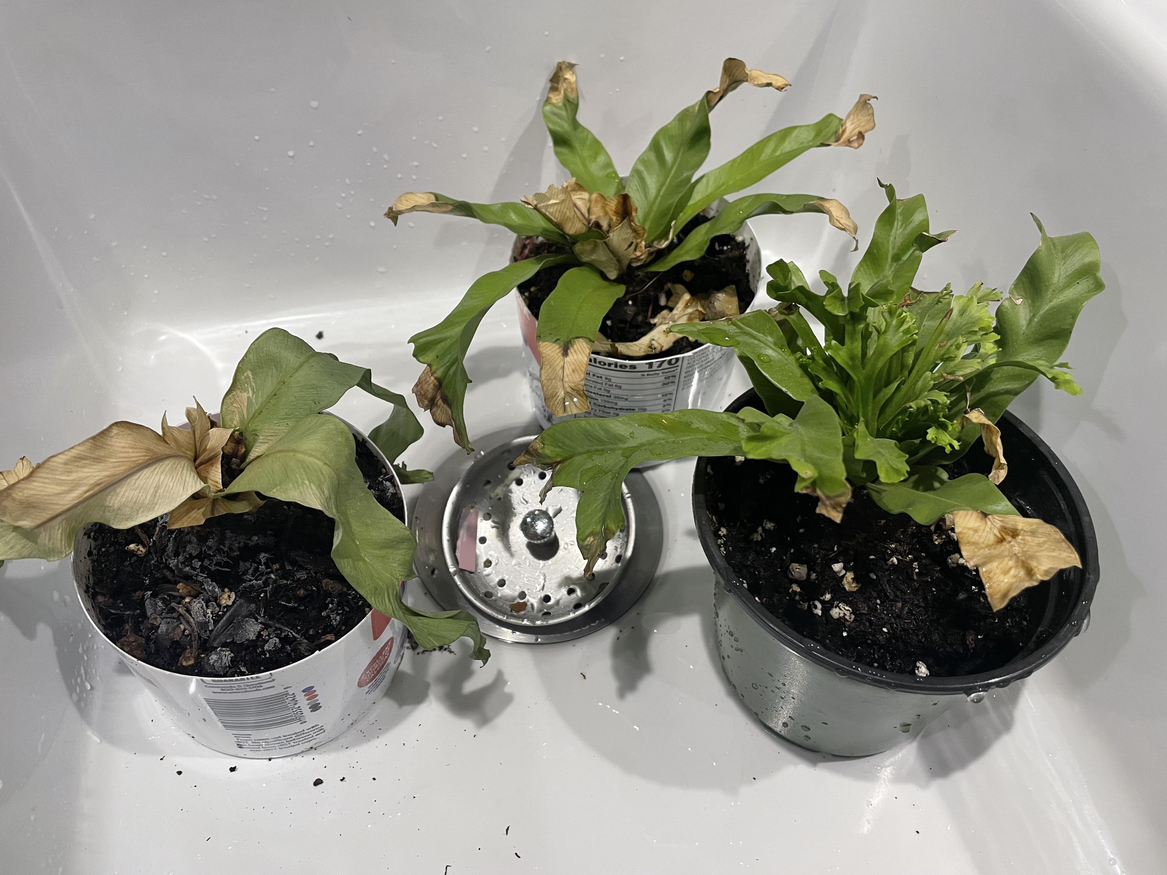 Our Bird’s Nest ferns are slowly dying and we’re not sure why