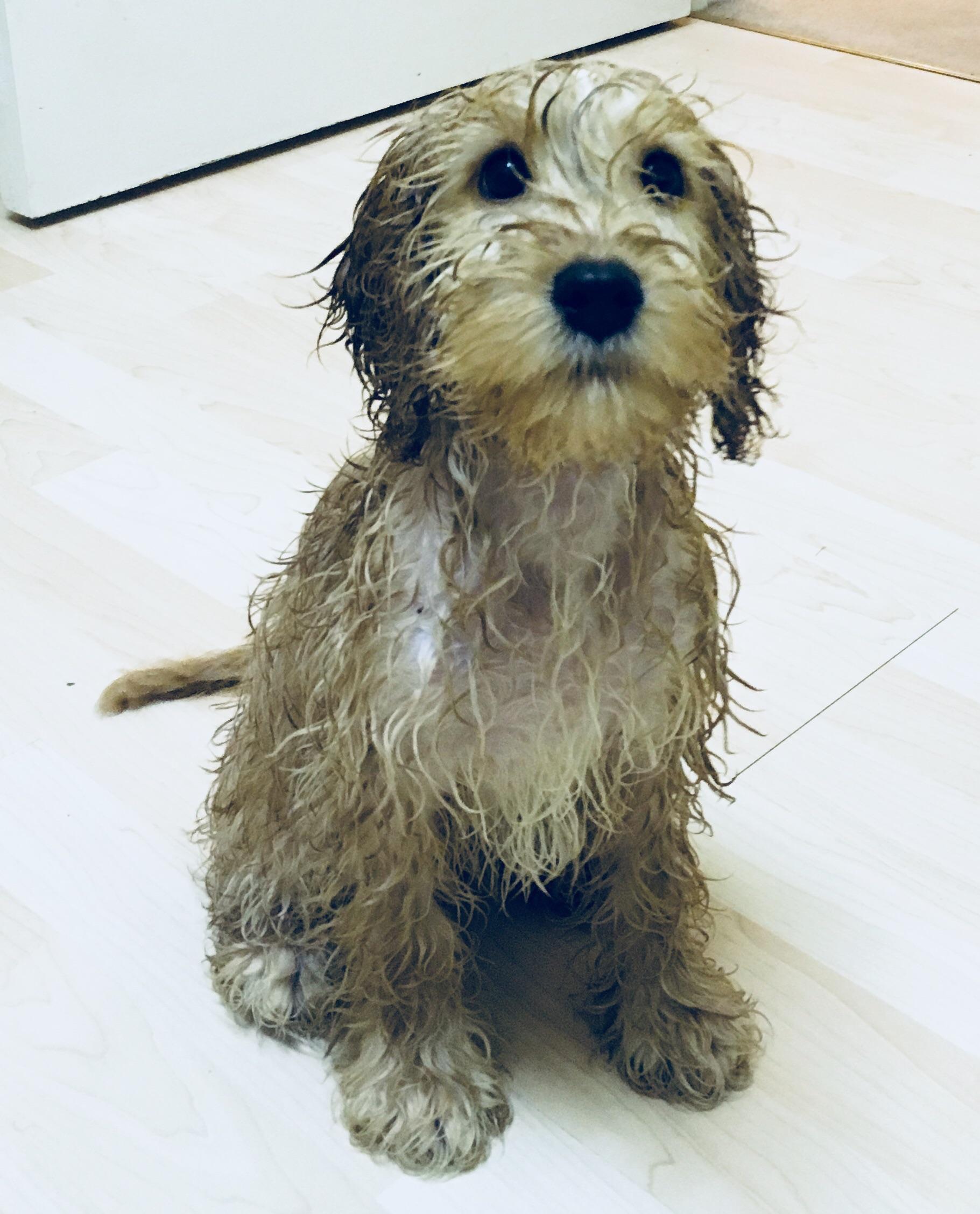 Meet Moseley The Cockapoo Just after a bath! r/aww