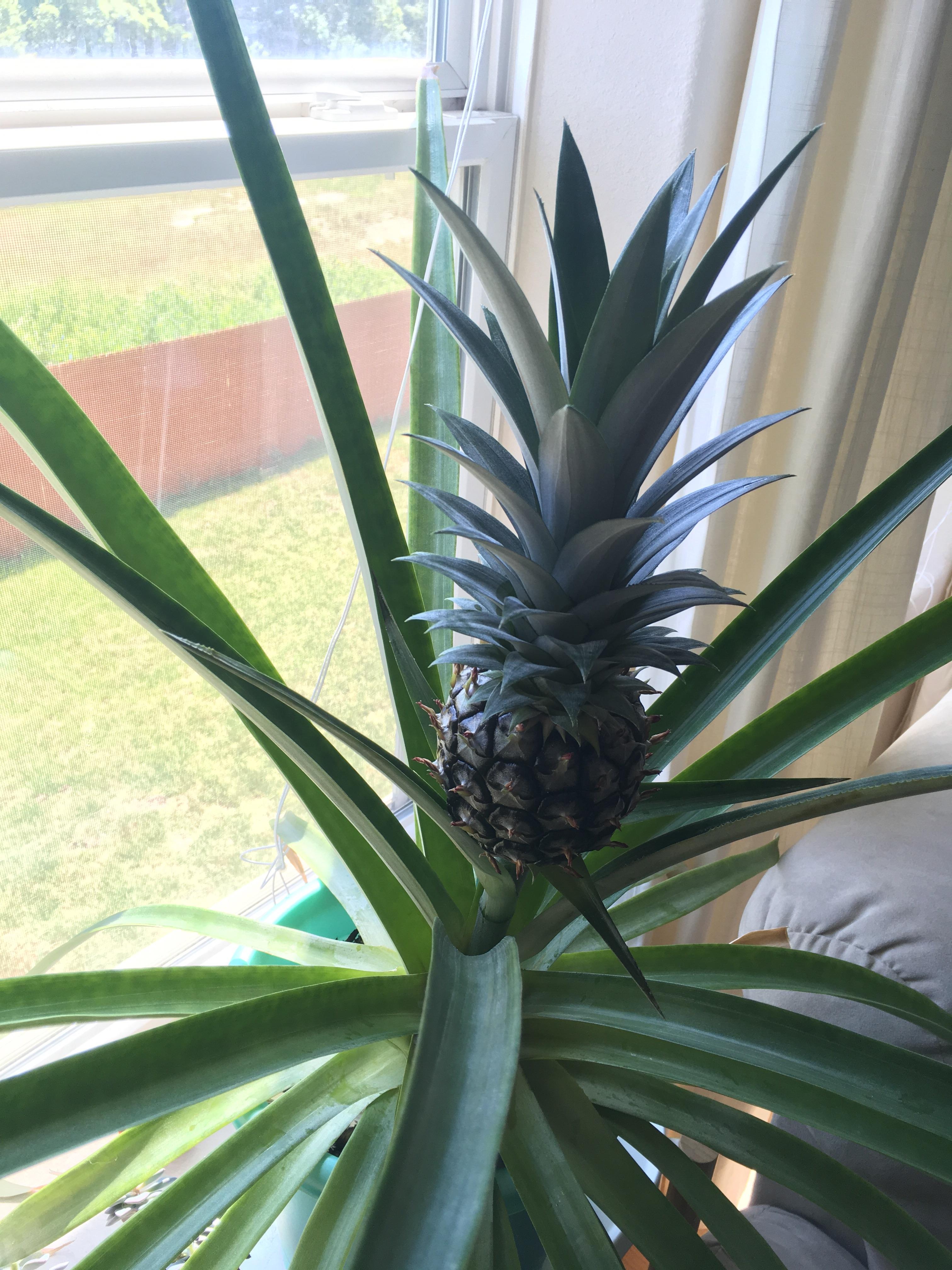 Advice on growing a baby pineapple